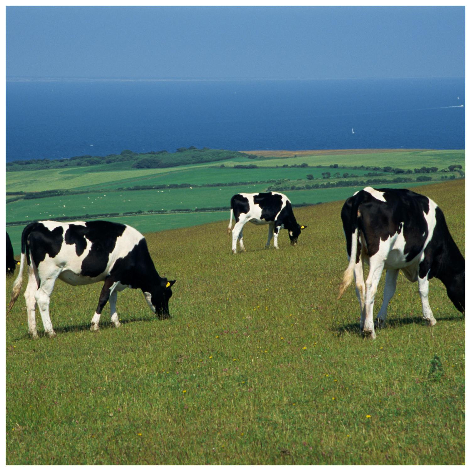 Farmers Face Cut to Herd Over Nitrate Limits