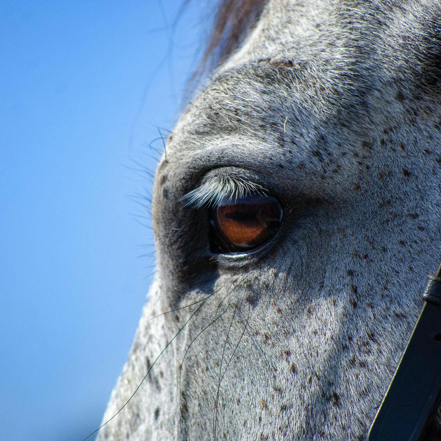 NSPCA launches petition to ban sulky racing - do you agree? episode artwork