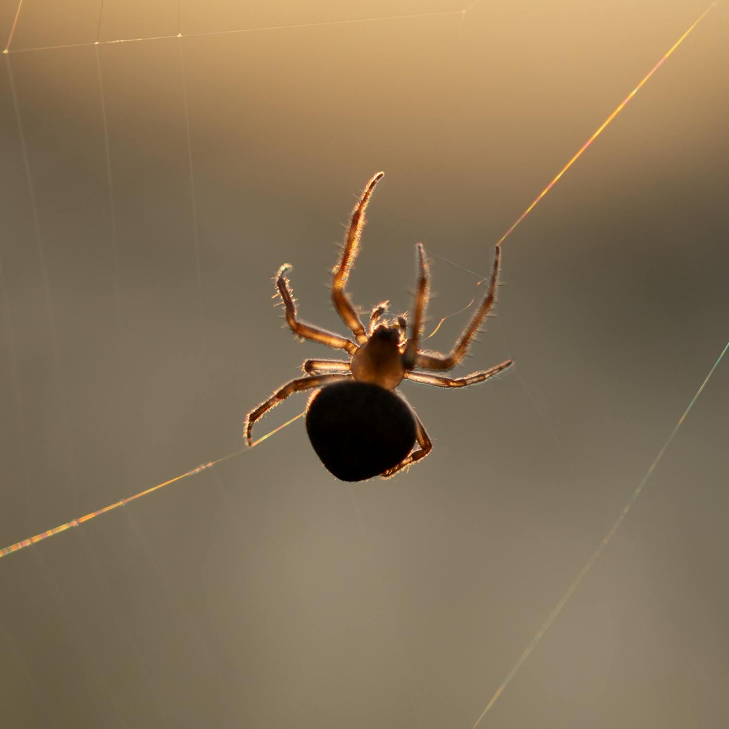 How to keep insects out of your home as winter comes