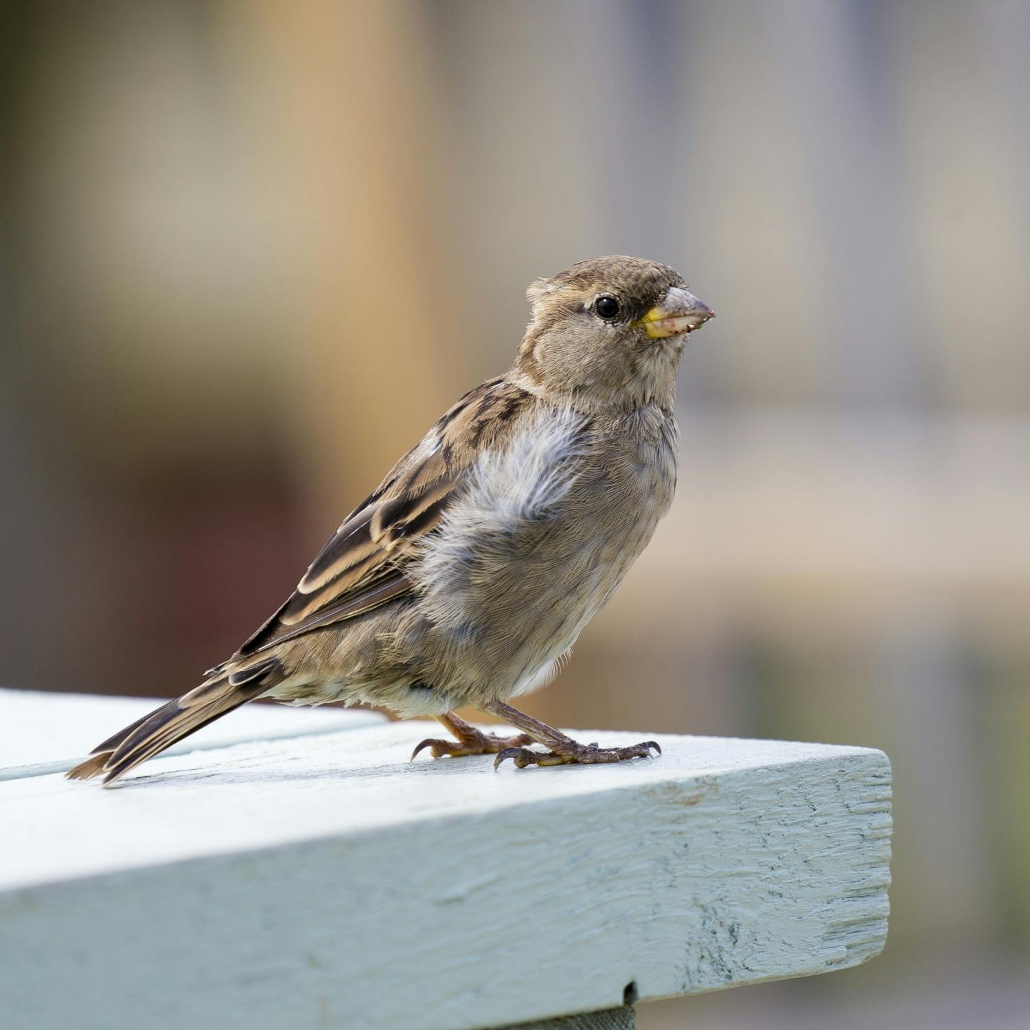 How to set up a bird table for the winter How to set up a bird table for the winter