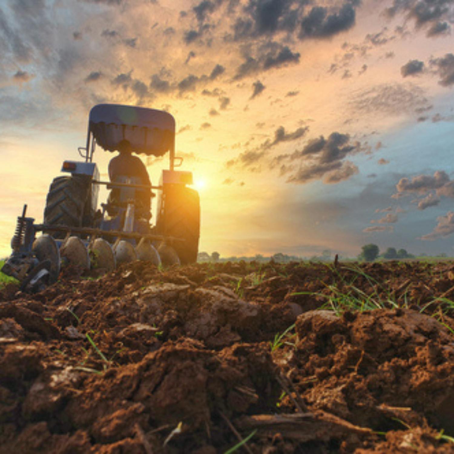 Potato shortage looms as farmers face ongoing bad weather