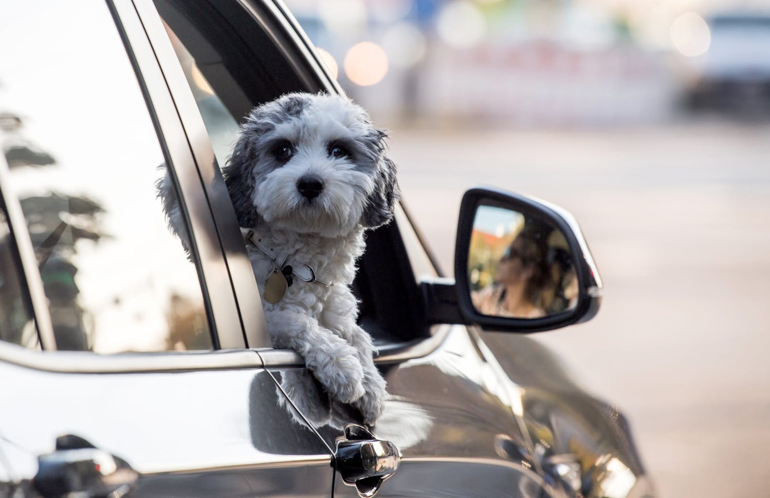 Tell Me Why: Why do dogs love to stick their heads out car windows?