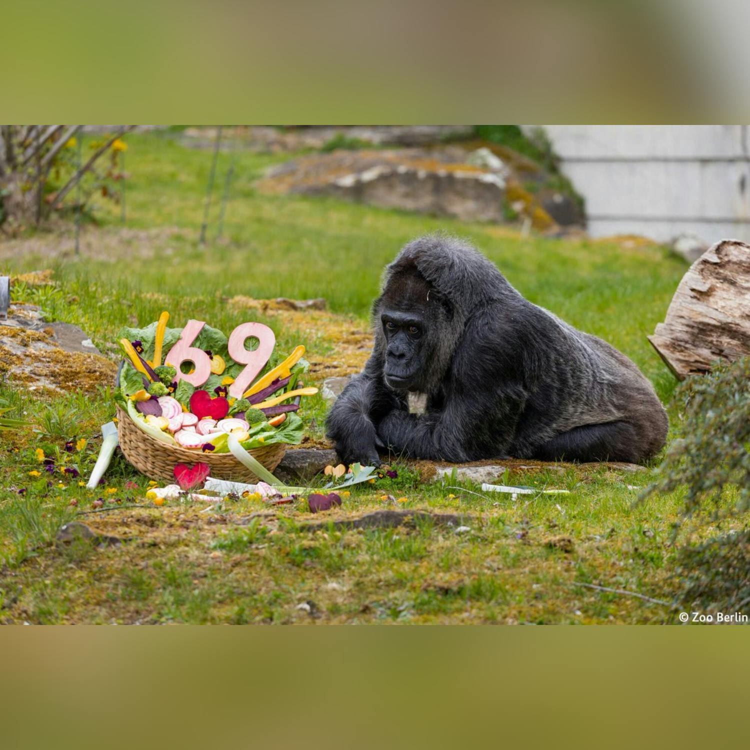 World’s oldest gorilla celebrates 69th birthday! episode artwork