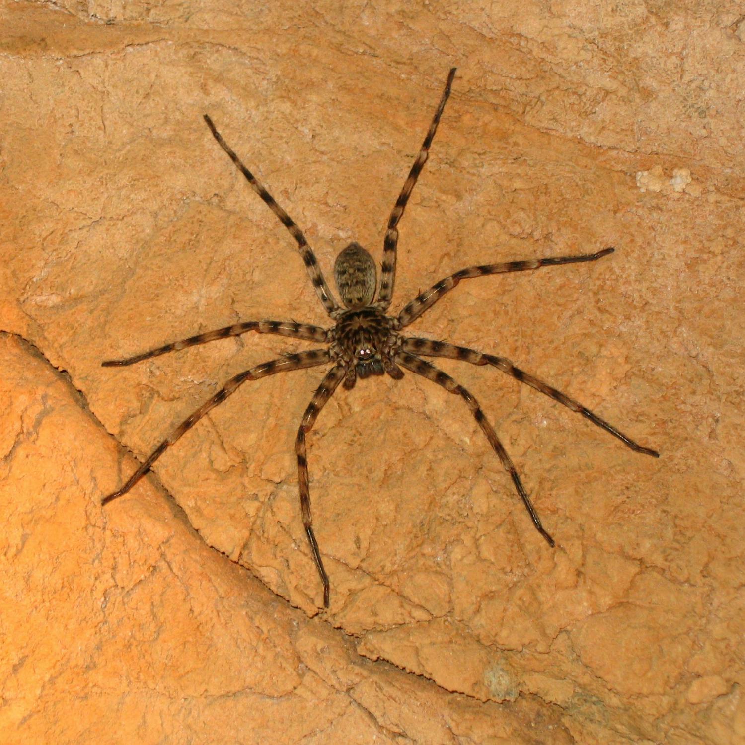 What is the fastest spider in the world? episode artwork
