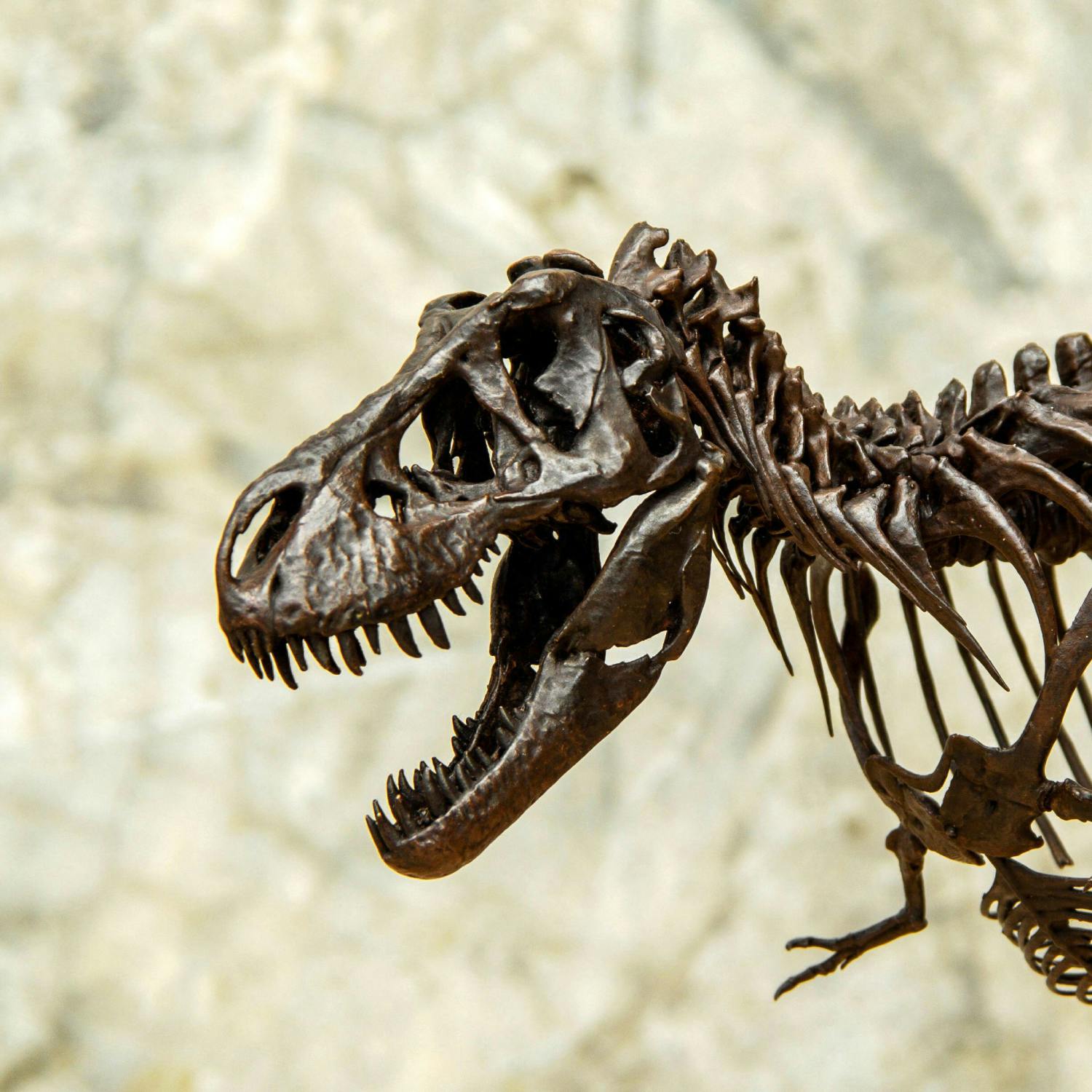 T-Rex skeleton to go on display in New York before private auction episode artwork
