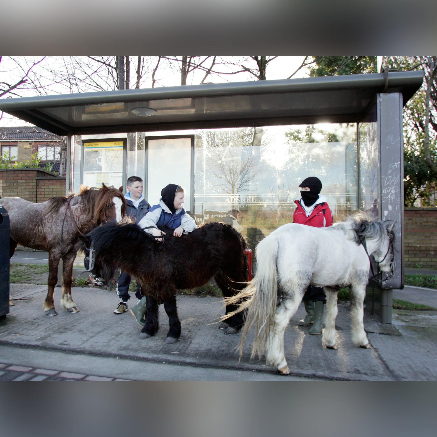 Why are horses so important to Darndale?