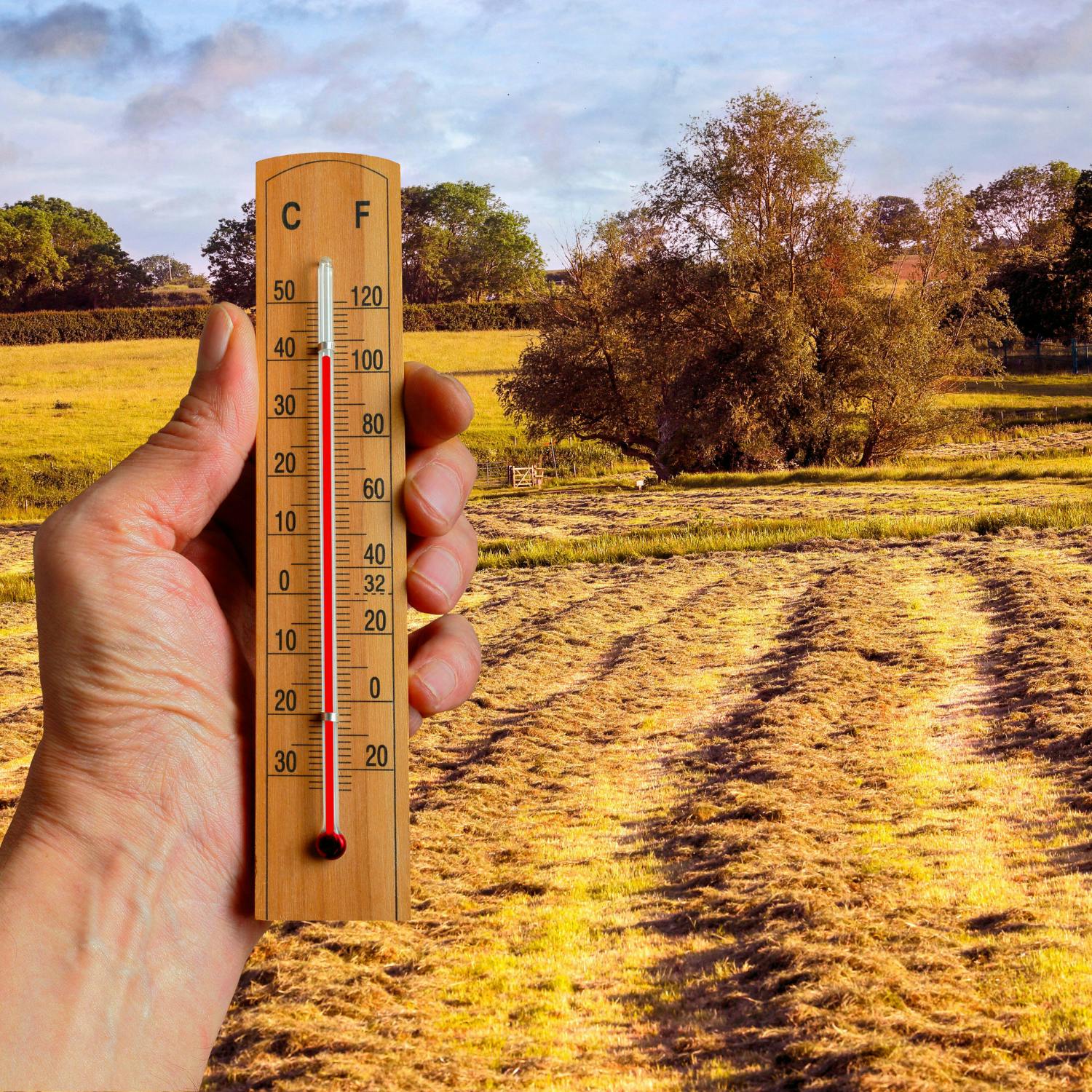 How are farmers coping with the recent heatwave?