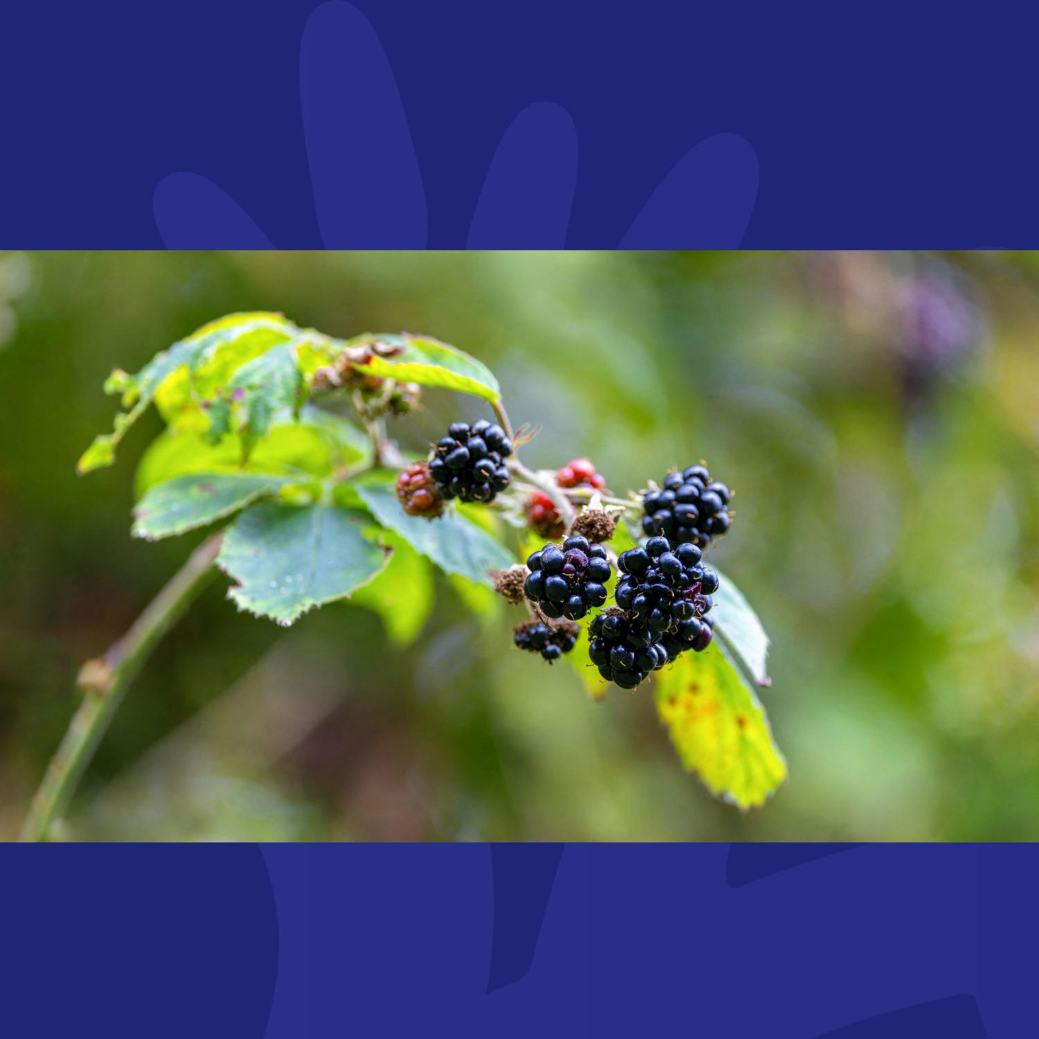 Talk Of The Town: Meet The Woman Hosting Ireland's Only Blackberry Festival