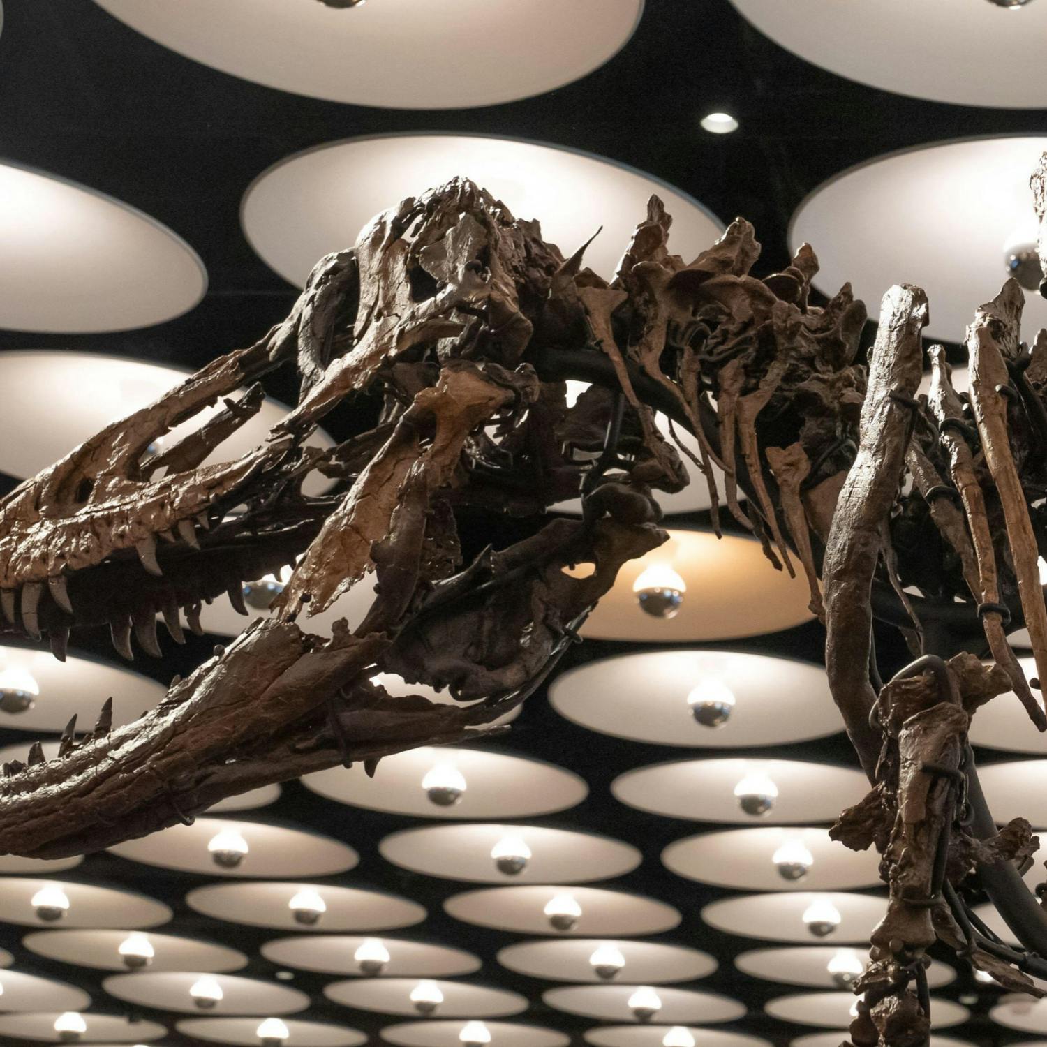 Dinosaur fossil sold for €42m in New York