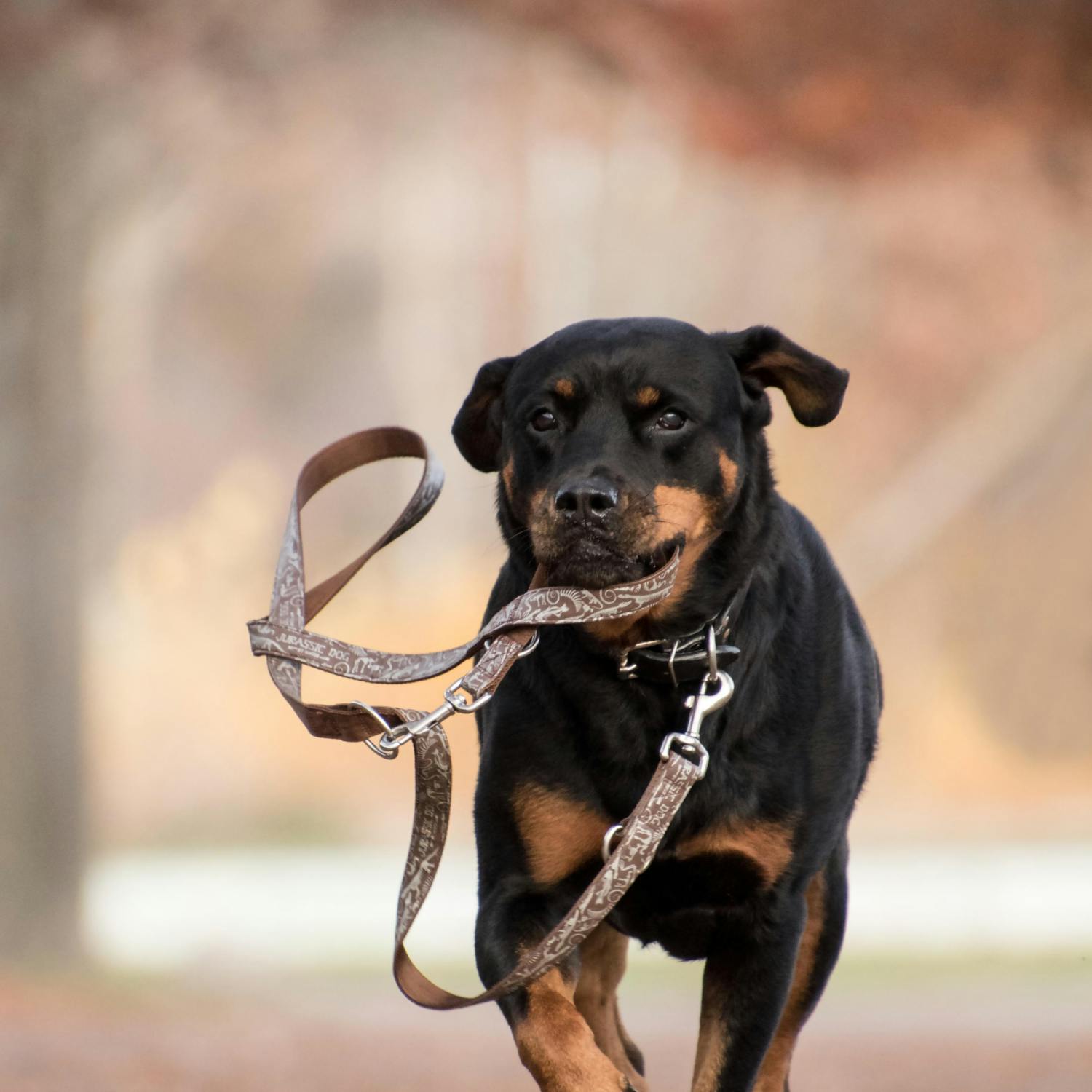 Is it ever okay to walk your dog off-lead? episode artwork