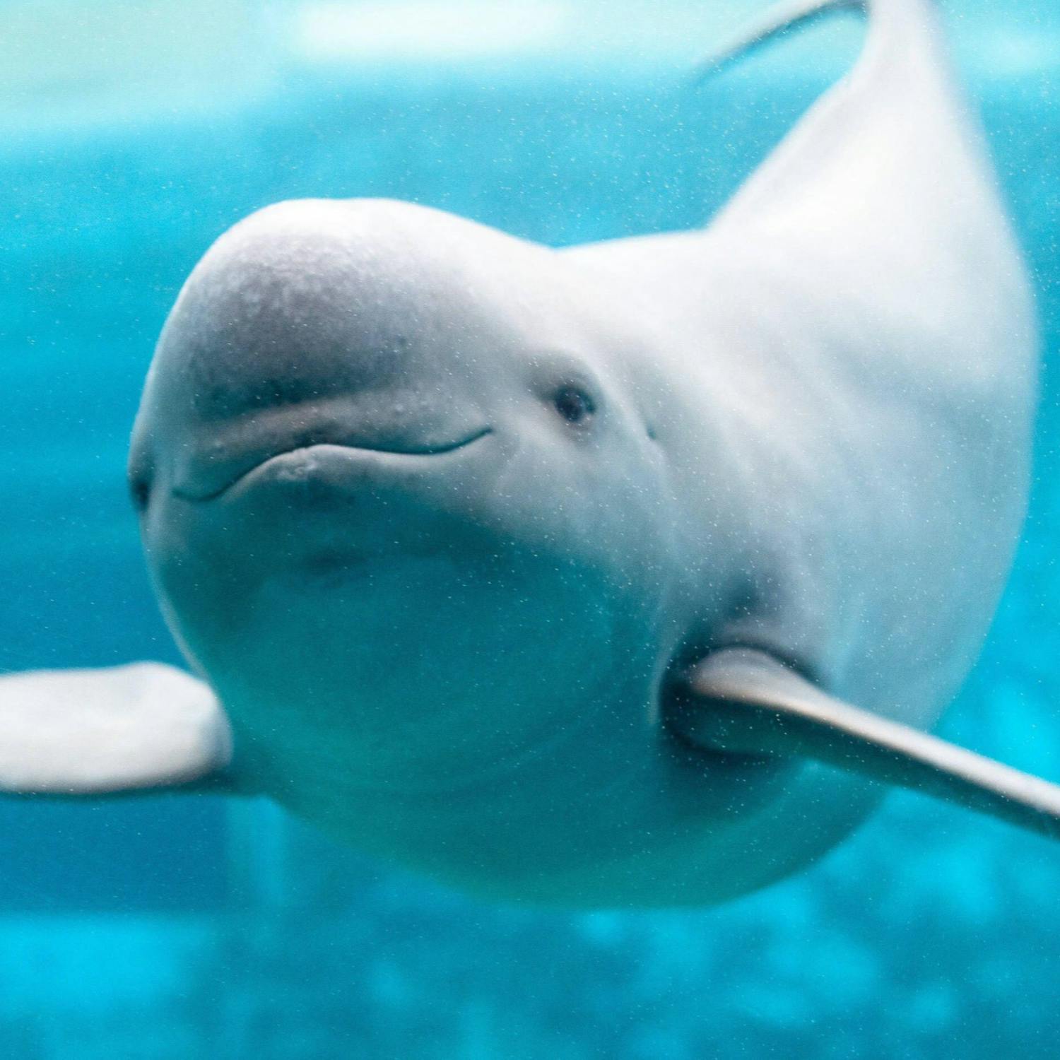 A Beluga Whale was spotted off the coast of Donegal Bay
