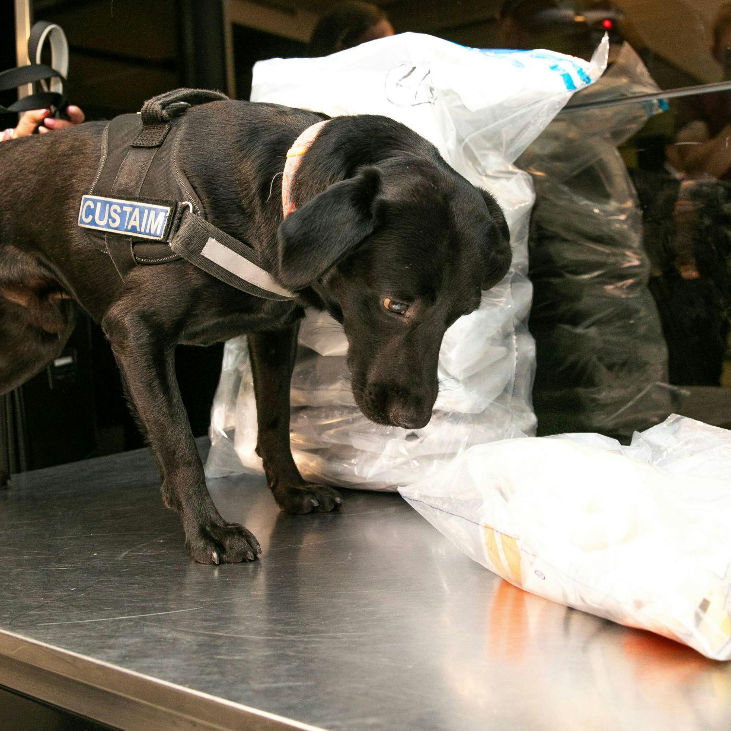 The working dogs with the Airport Police and Revenue teams