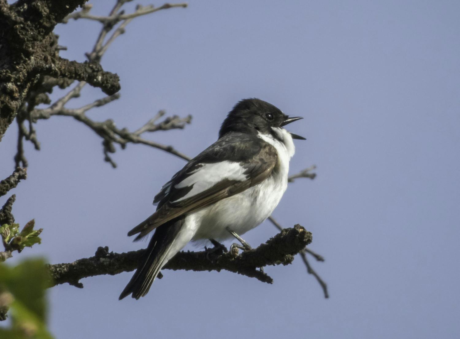 Farming: Spring has Sprung - The birds are singing all day episode artwork