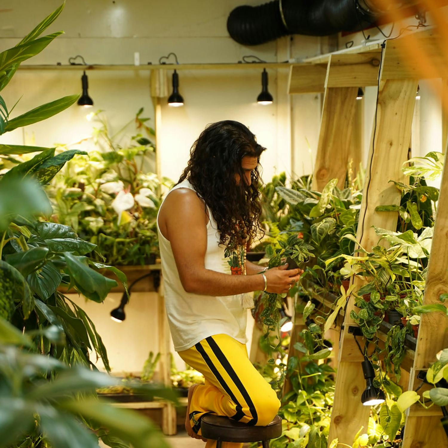 The ‘Bearded Plantaholic’ on his massive plant collection episode artwork