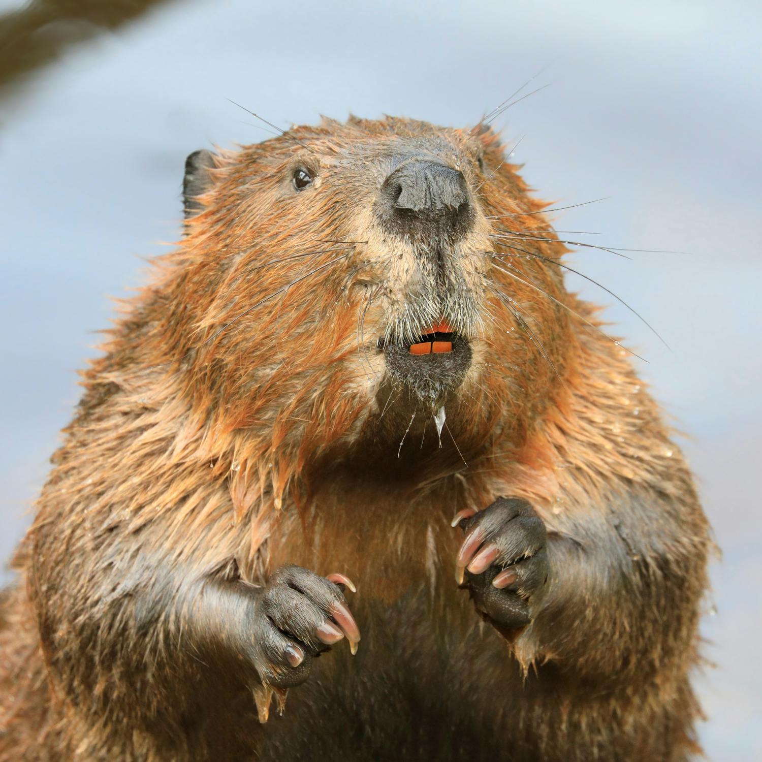 Green Scene: How beavers are climate heroes