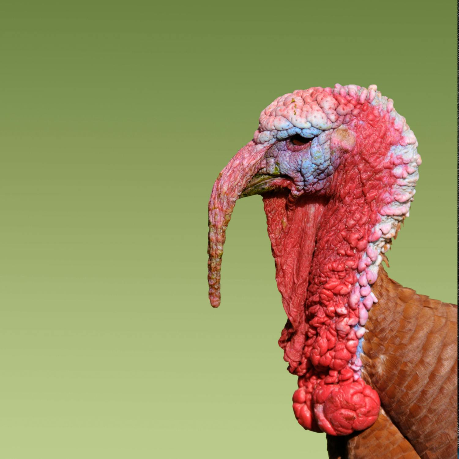 3rd bird flu outbreak confirmed in Monaghan 3rd bird flu outbreak confirmed in Monaghan