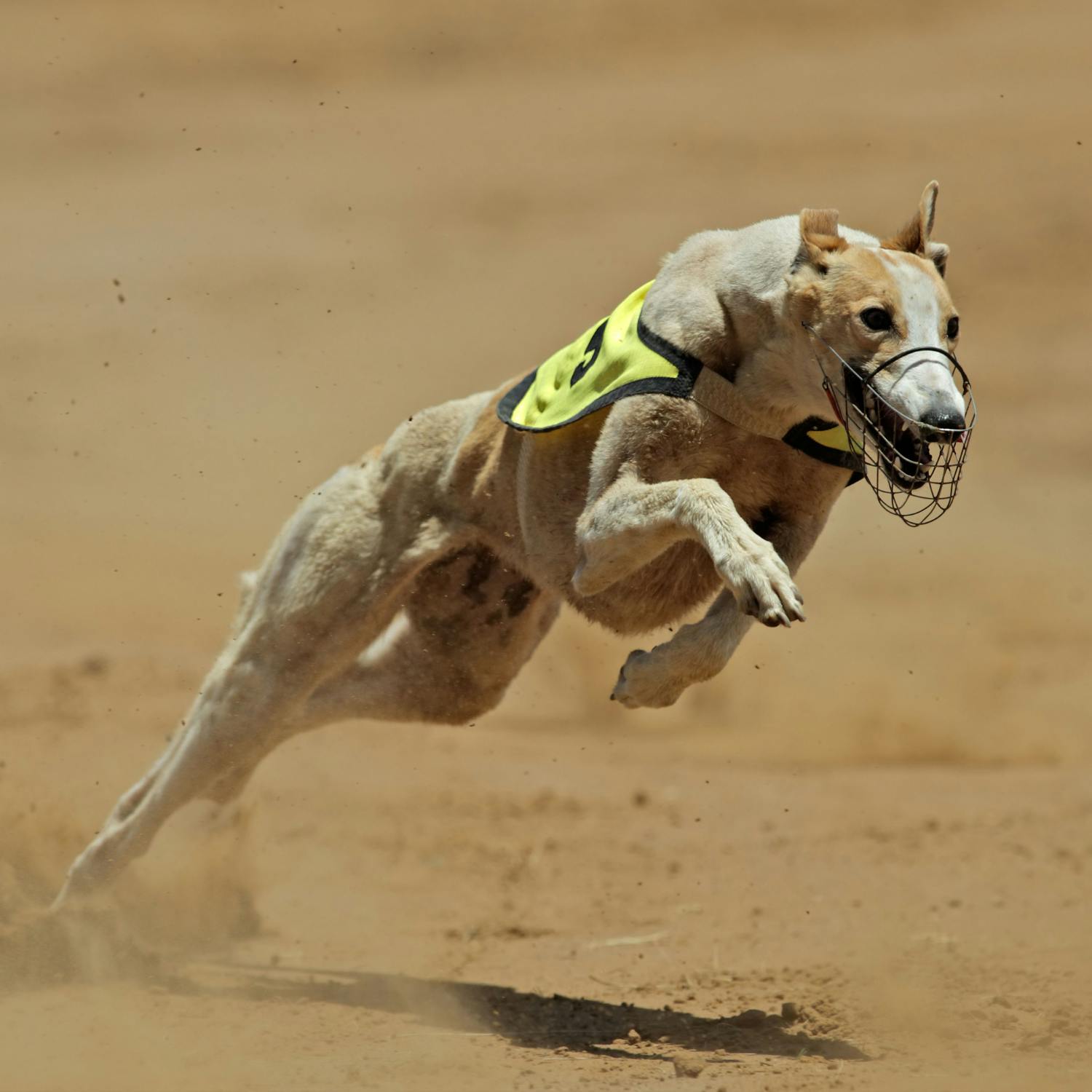 We debate greyhound funding We debate greyhound funding