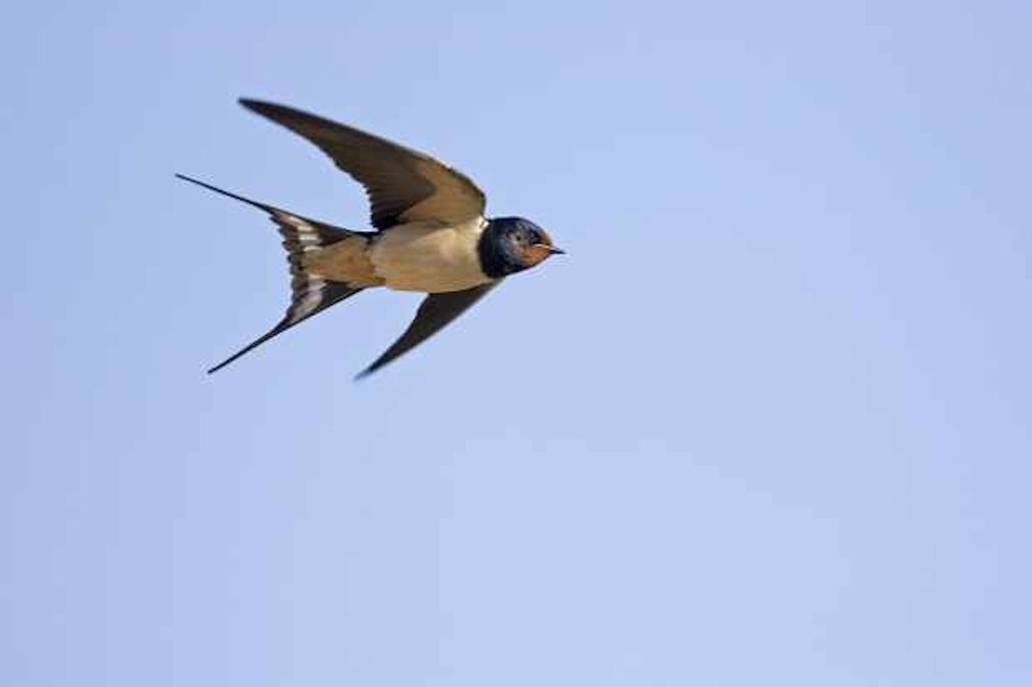 Farming: Sand Martins & Swallows have landed in the Country
