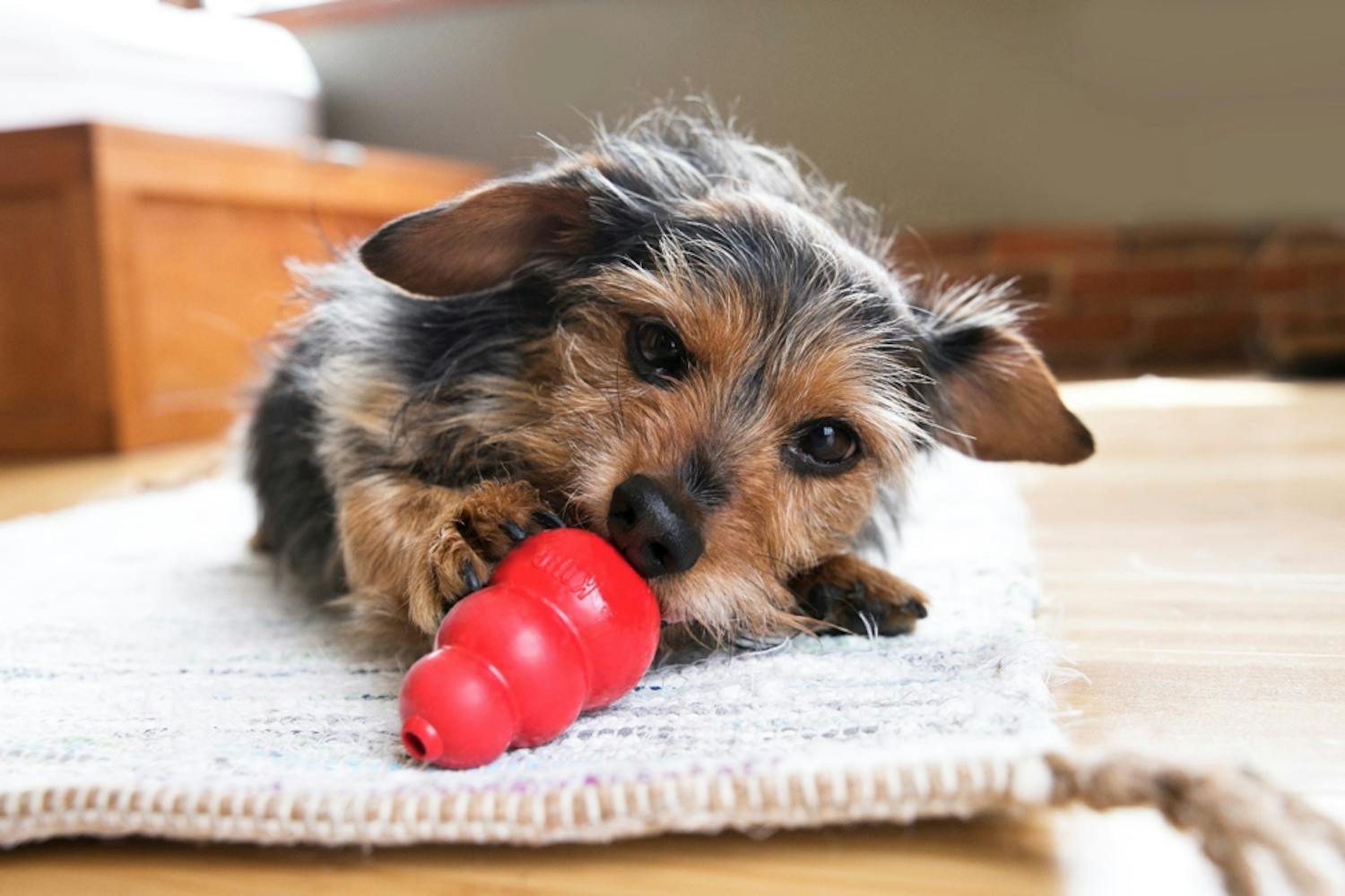 Back To Office? Here's How To Keep Your Pet Happy At Home episode artwork