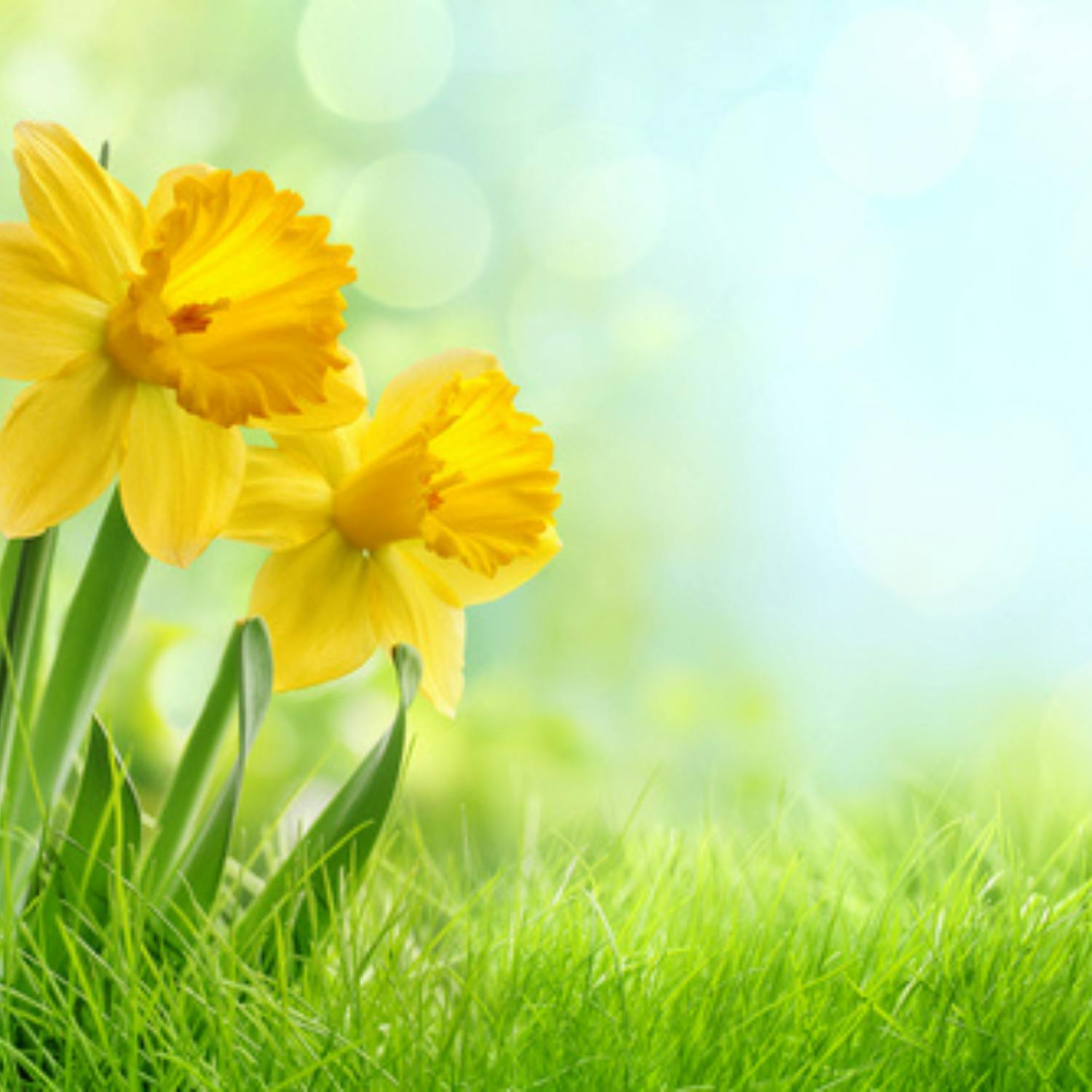 Gardening: Tip and advice from Paraic Horkan