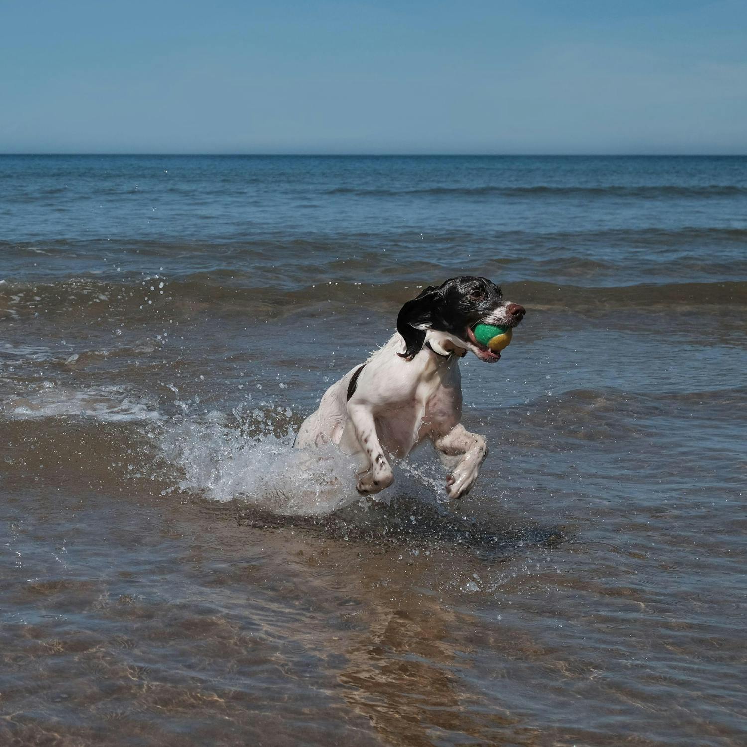 Should dogs be banned from beaches?