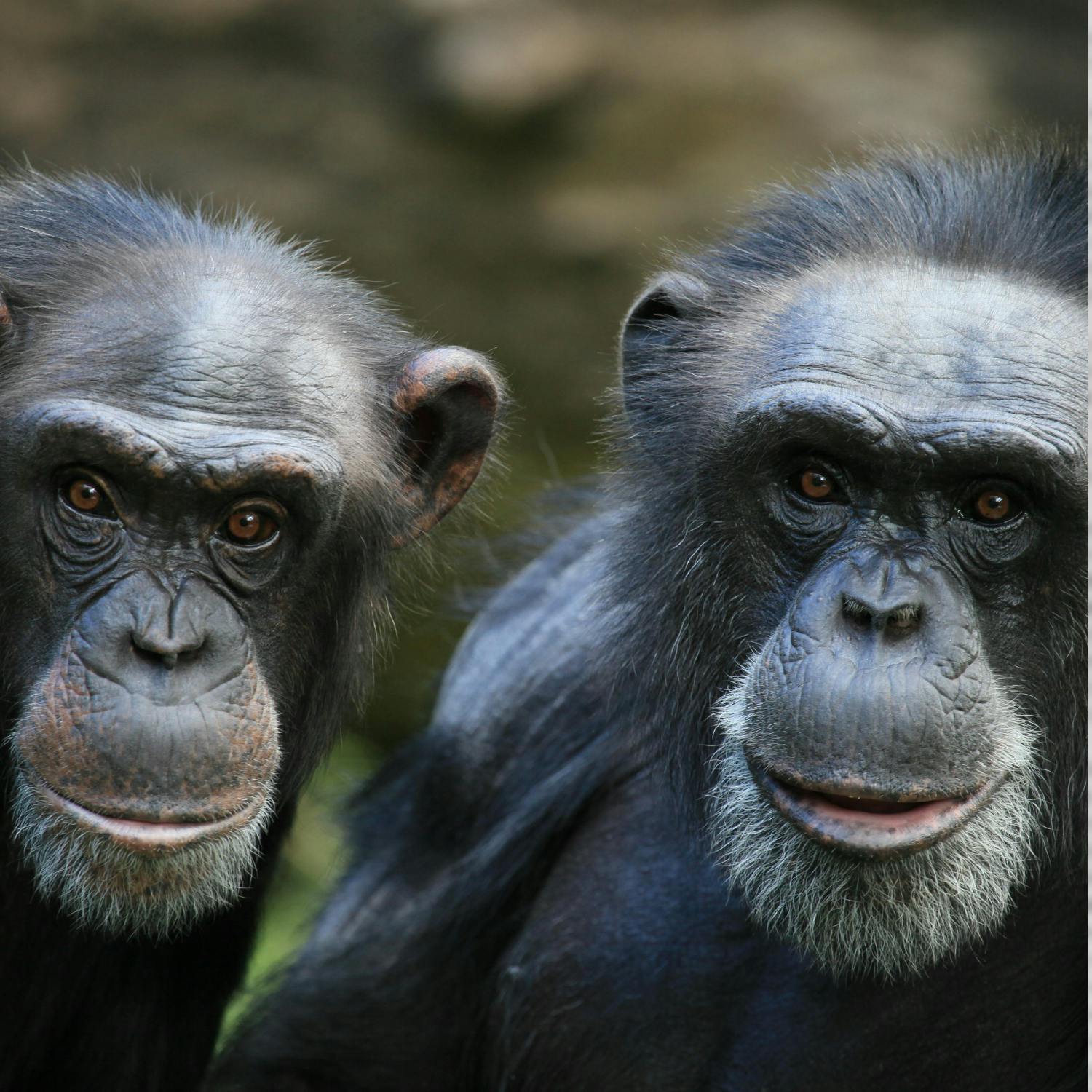 Green Scene: The level of rational thinking of chimpanzees