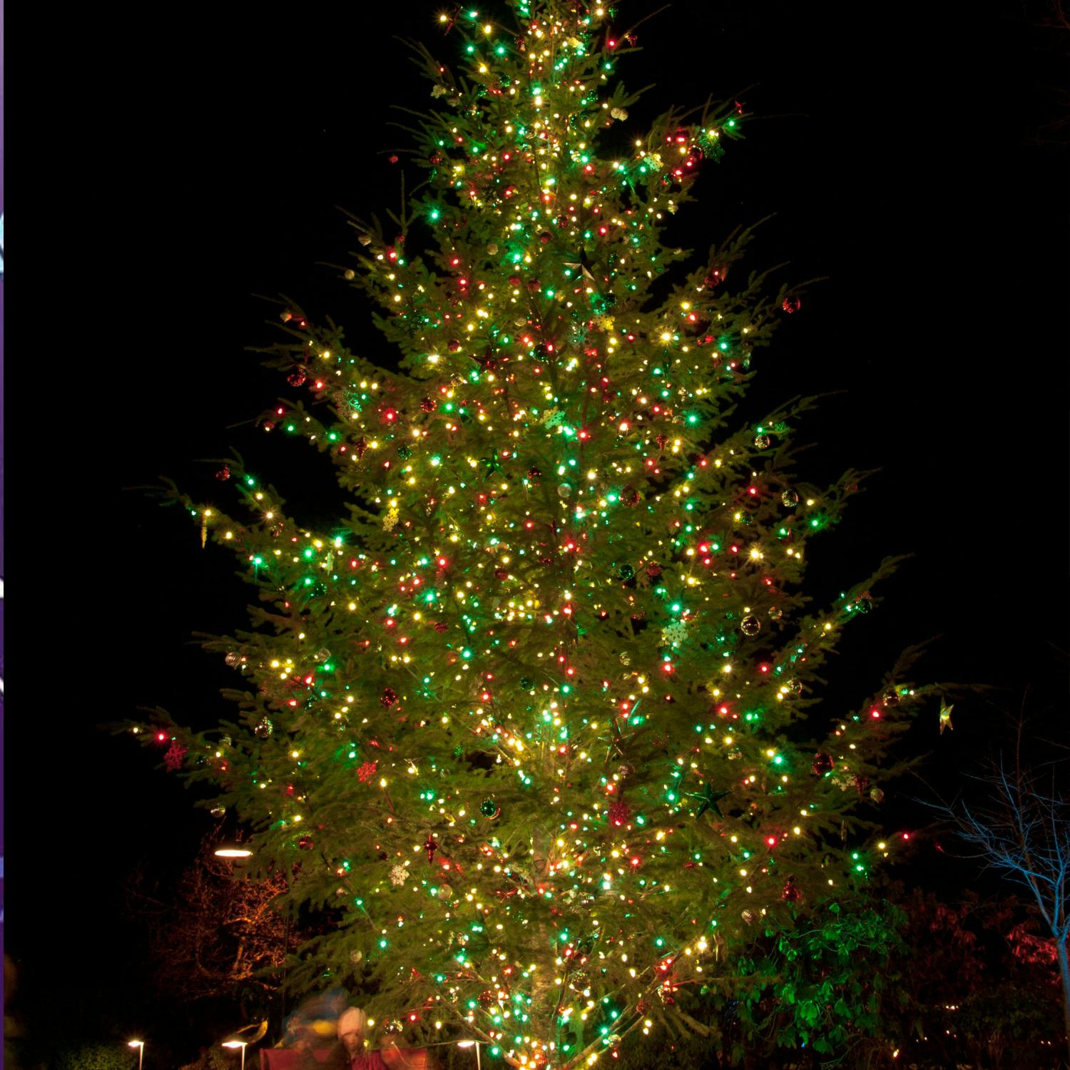 Have you the Christmas tree up?