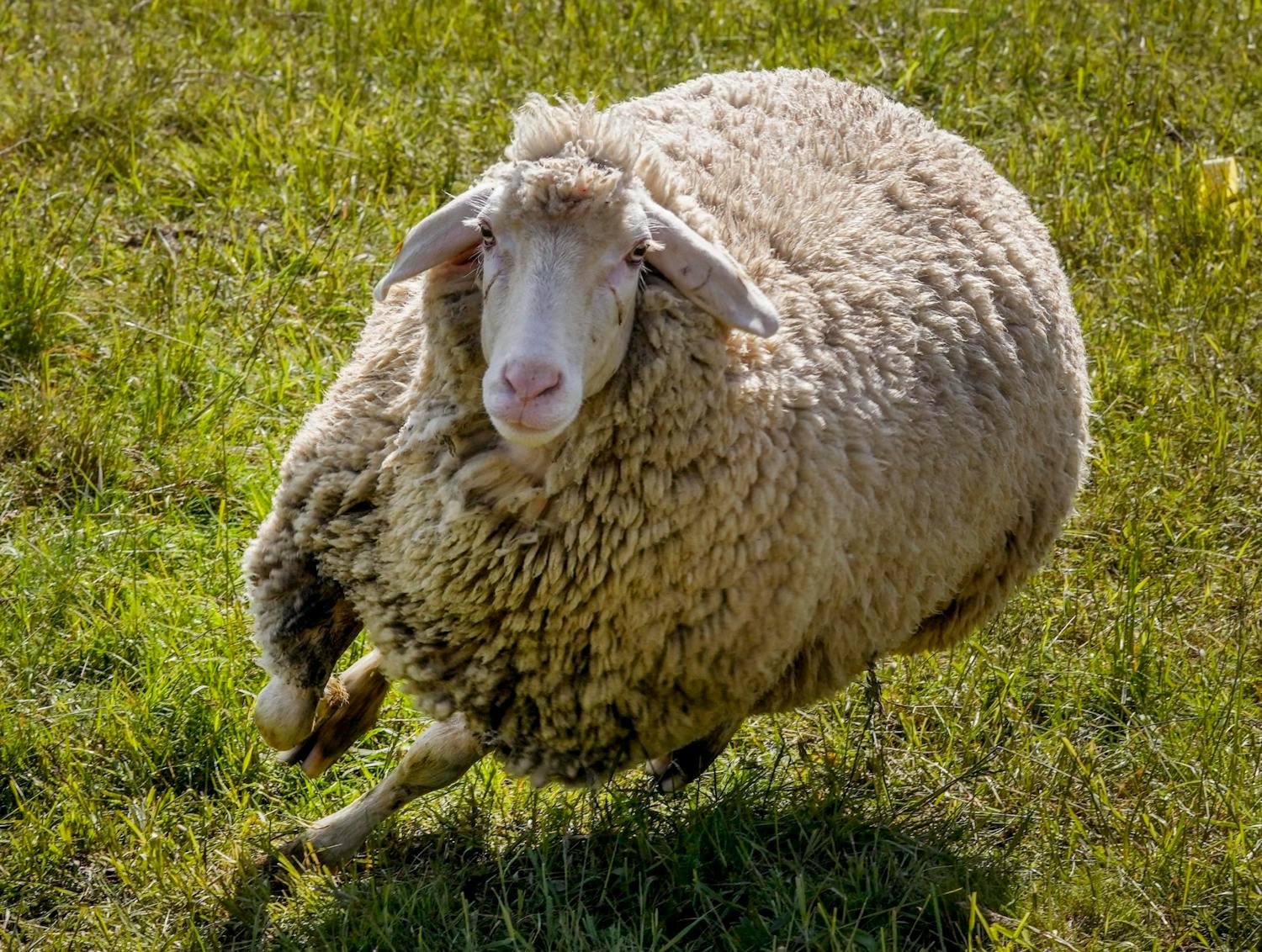 Farming: We haven't been able to sheer the sheep episode artwork