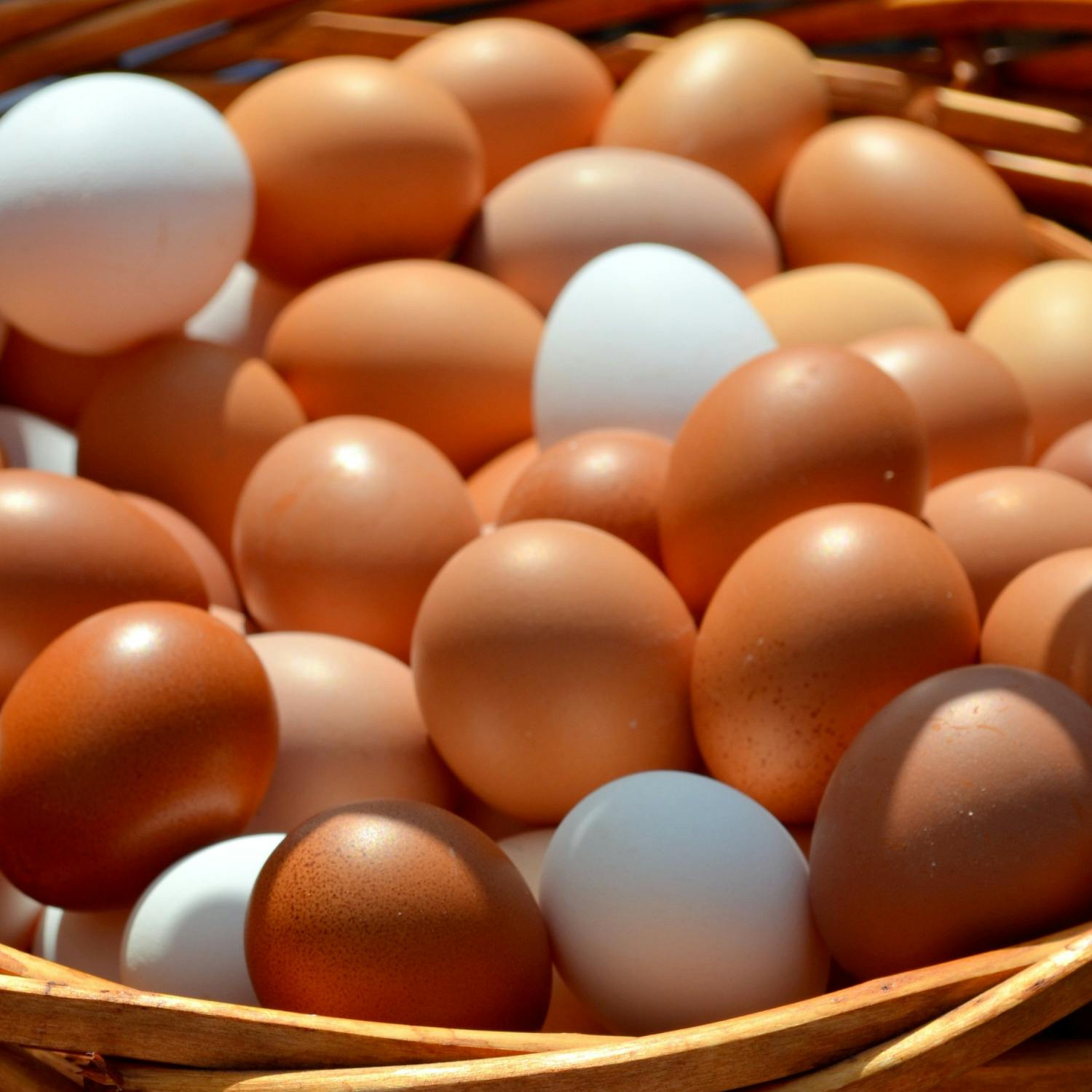 Should we expect egg shortages? - Josh Crosbie Reports