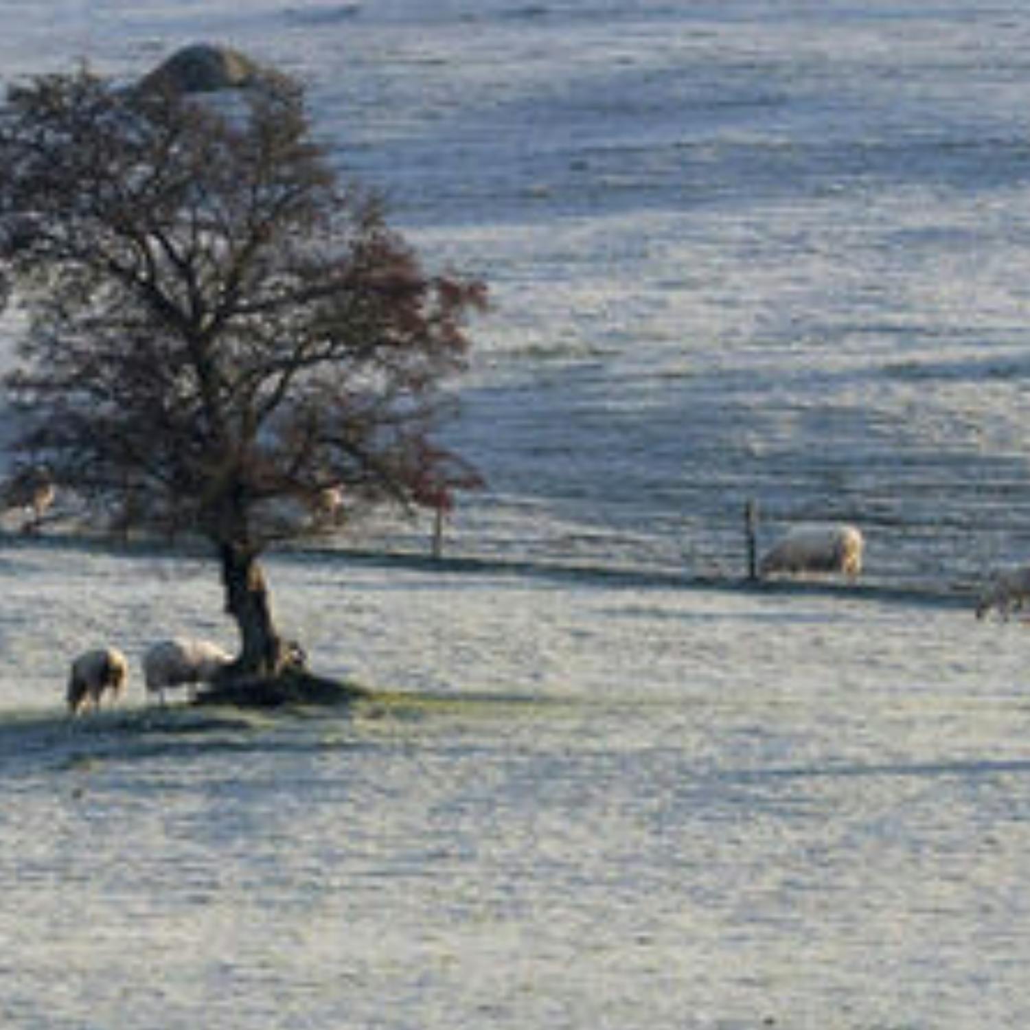 The impacts of the cold snap The impacts of the cold snap