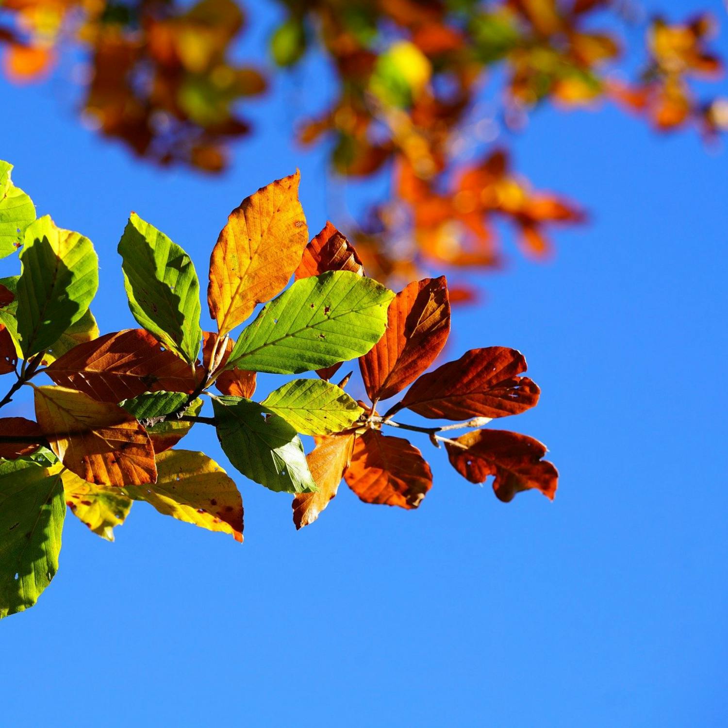 The Ultimate Guide: Irish Autumn Breaks