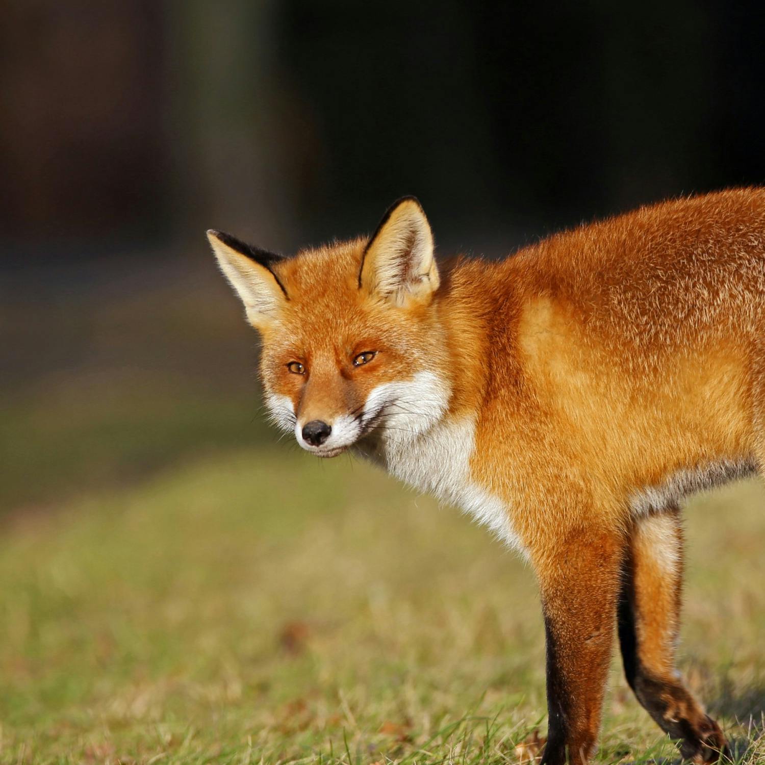 Why is the Government opposed to banning fox hunting? Why is the Government opposed to banning fox hunting?