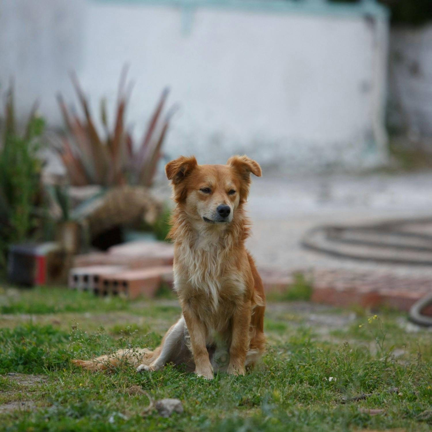 Are your kids constantly asking for a pet?