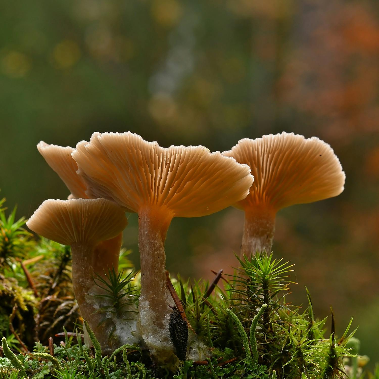 Is Ireland in a psychedelic renaissance? Image