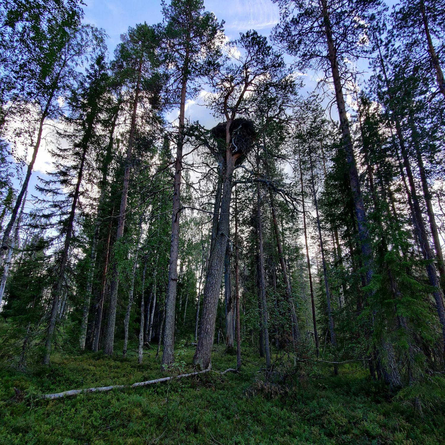 Kotkanpesän löytäjälle satanen episode artwork