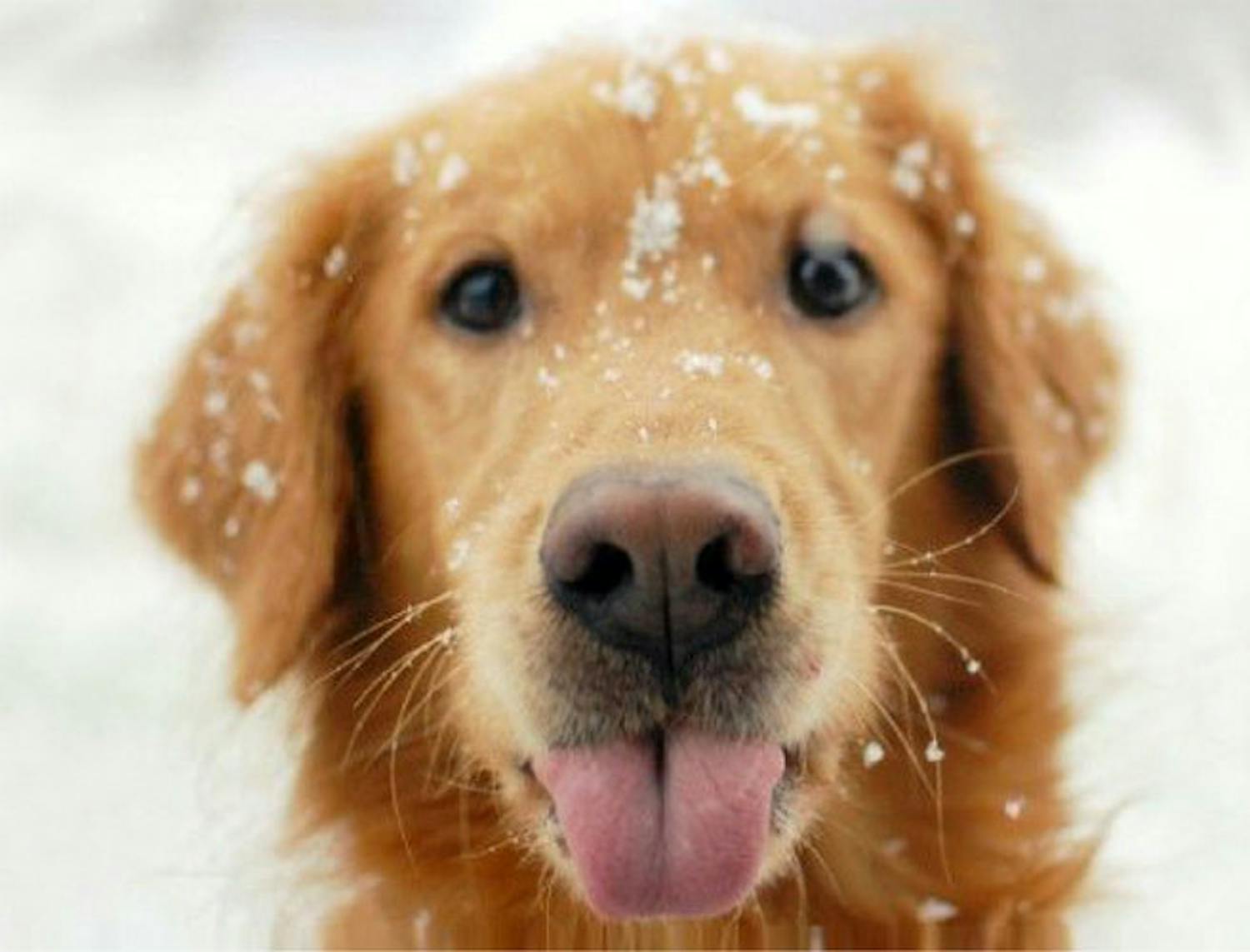How to keep our pets safe in the cold