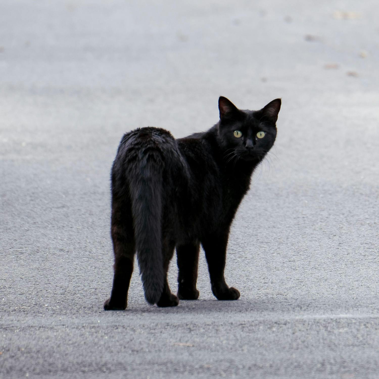 Why are we superstitious around black cats?