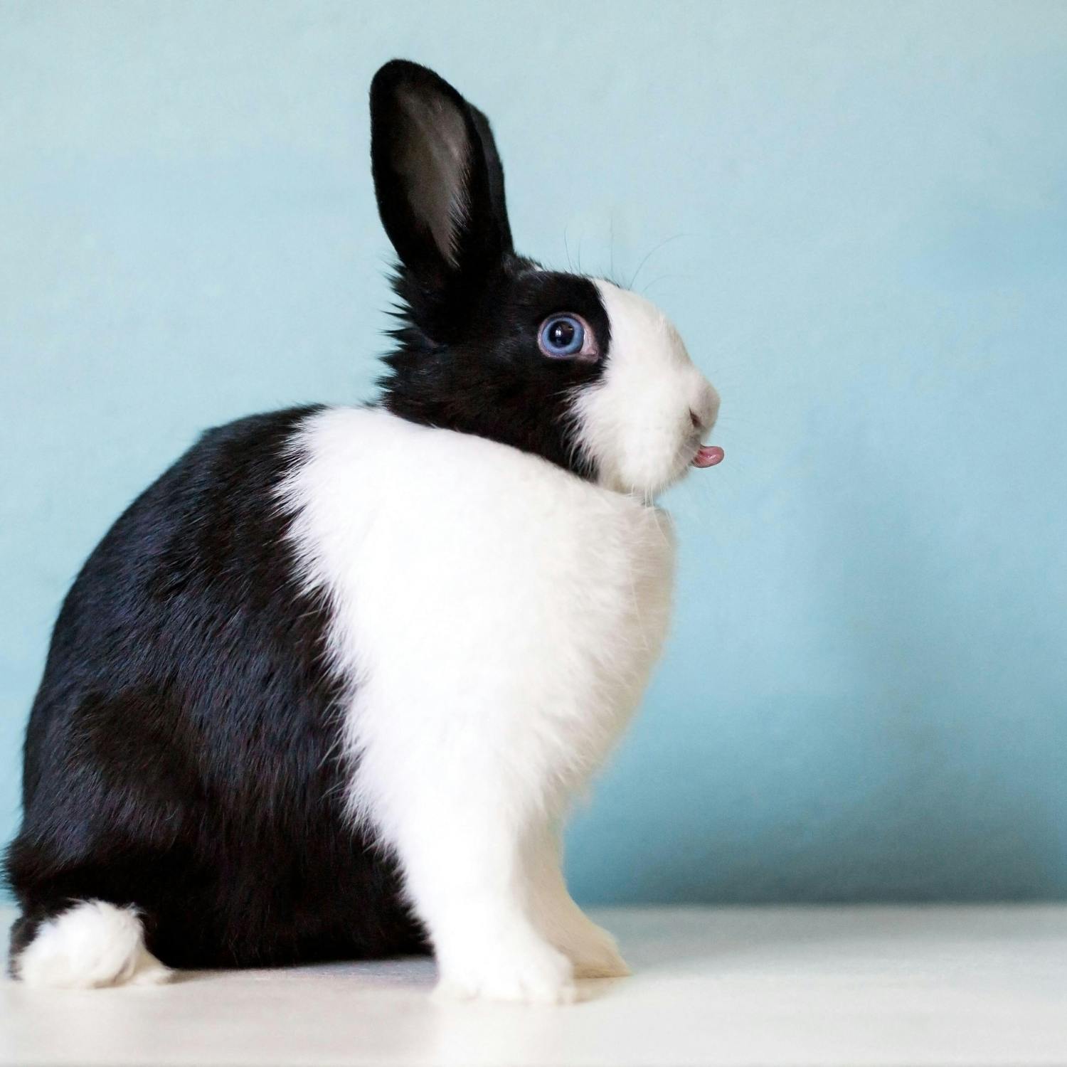 The third most popular pet choice in Ireland