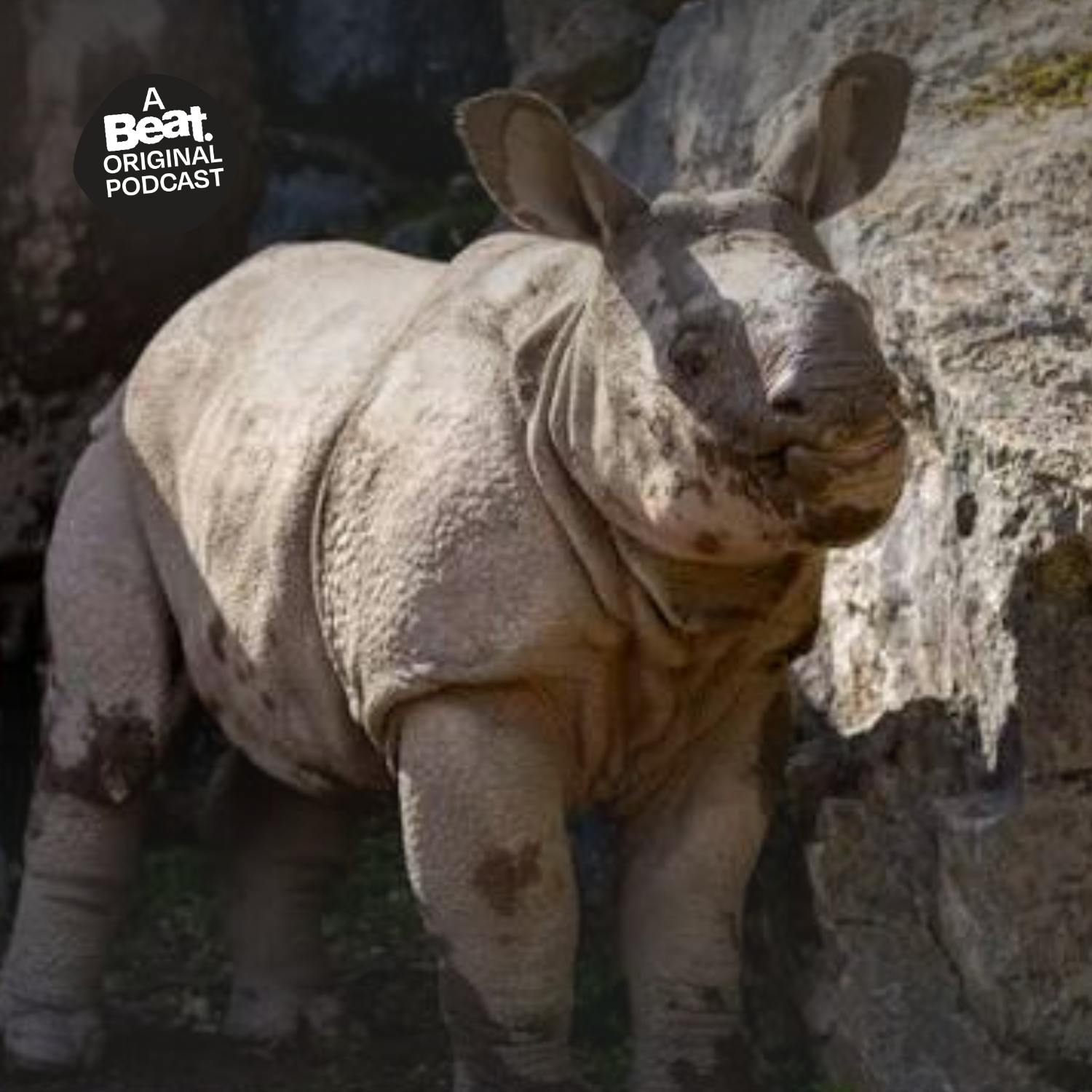 Bodhi the baby rhino!