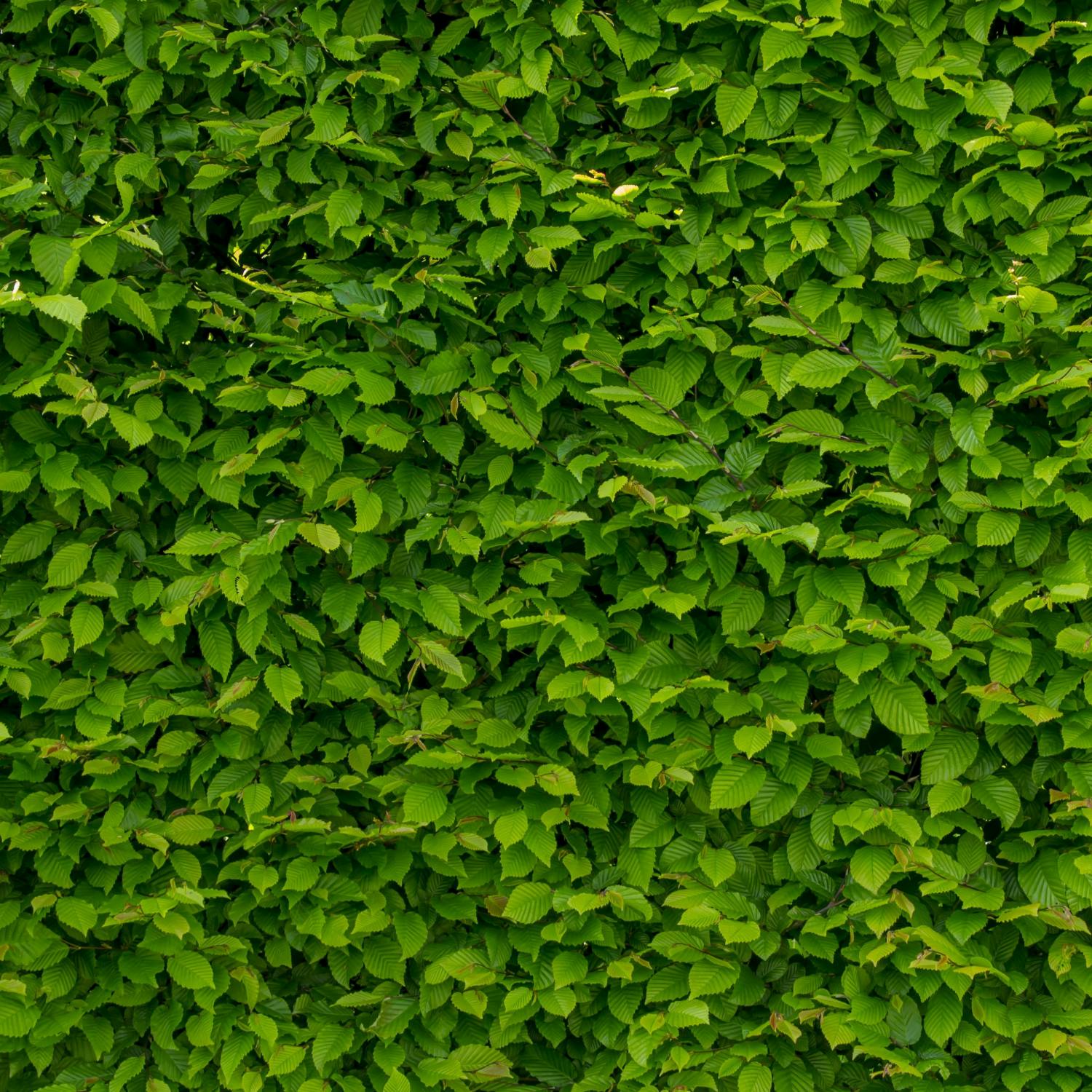 Why more women are going ‘full bush’! Image