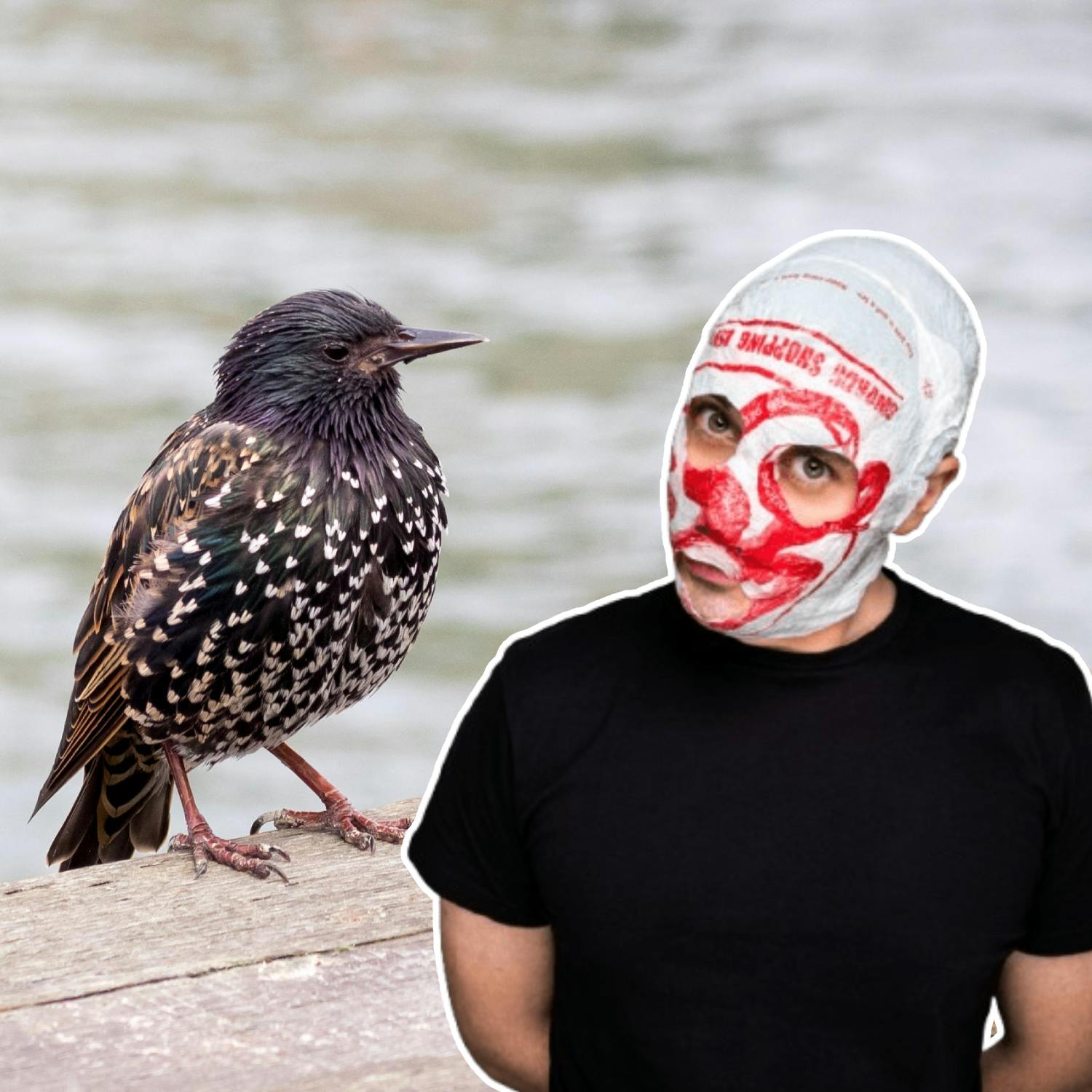Limerick’s ‘Birdshit District’ - why is the problem so bad?