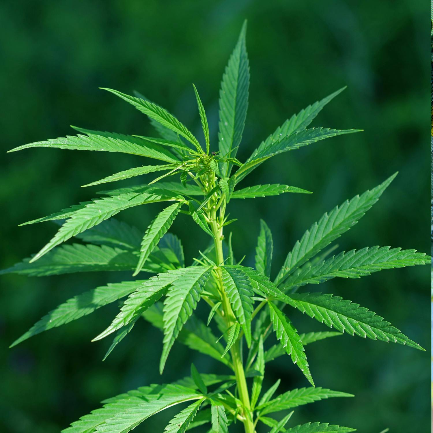 A stark warning relating to  Ireland’s cannabis market