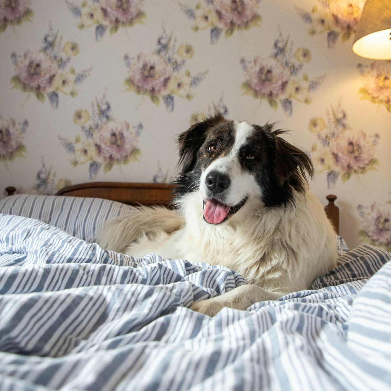 So You Think You’re an Adult: Dog won’t leave during ‘intimate’ time!