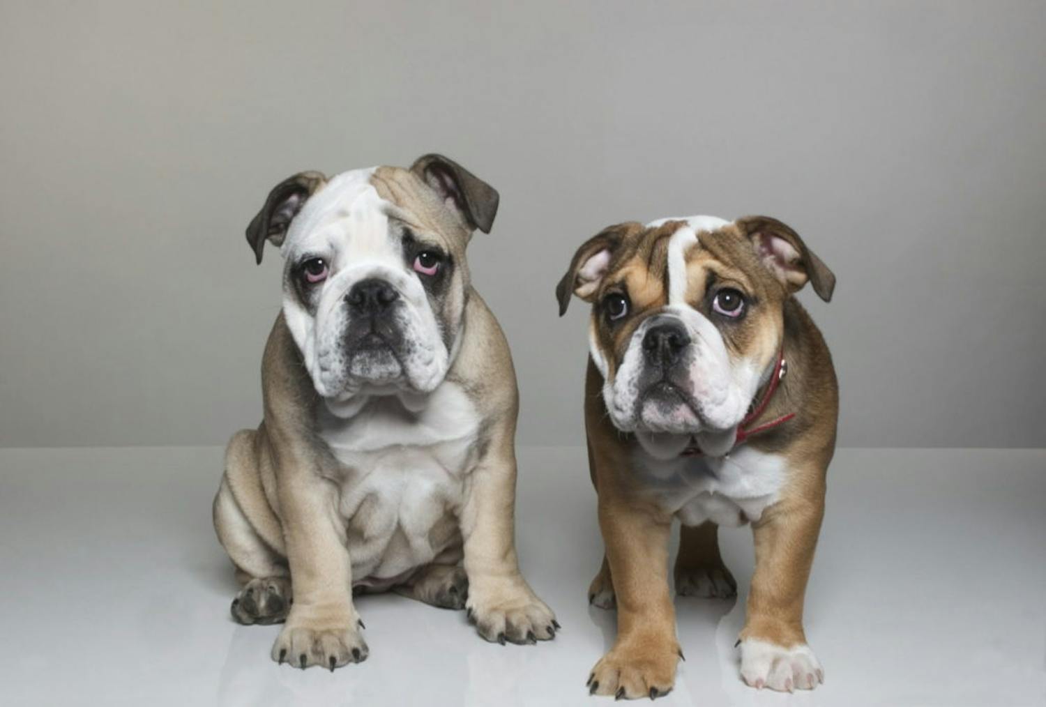 Keeping Your Pets Healthy And Happy During The Covid-19 Crisis