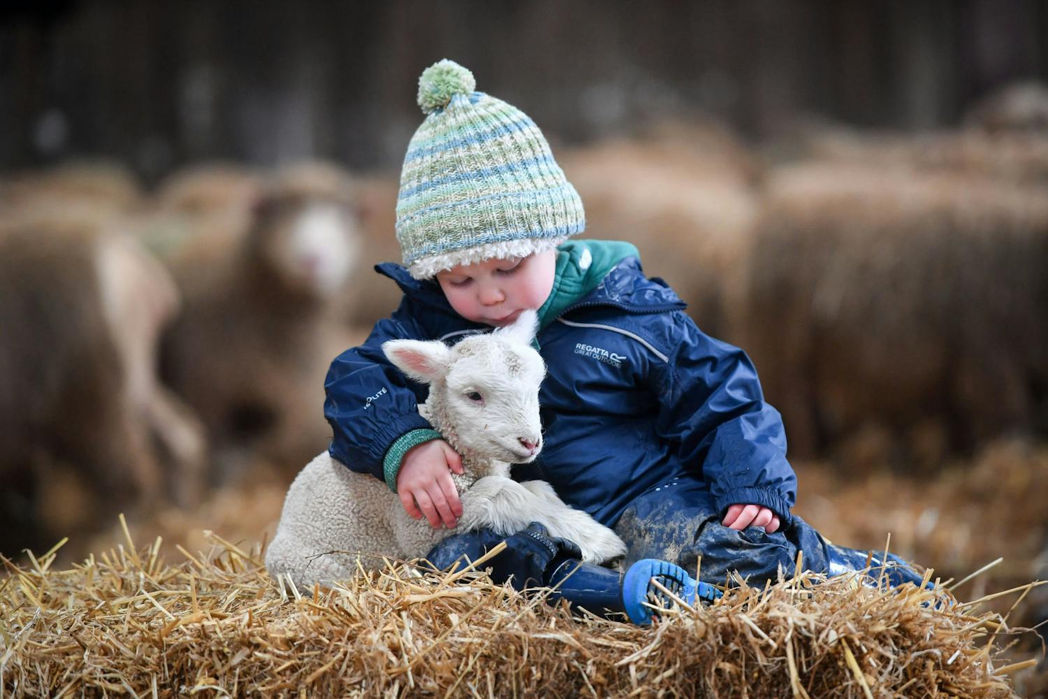 Farming: We're enjoying Lambing Season episode artwork