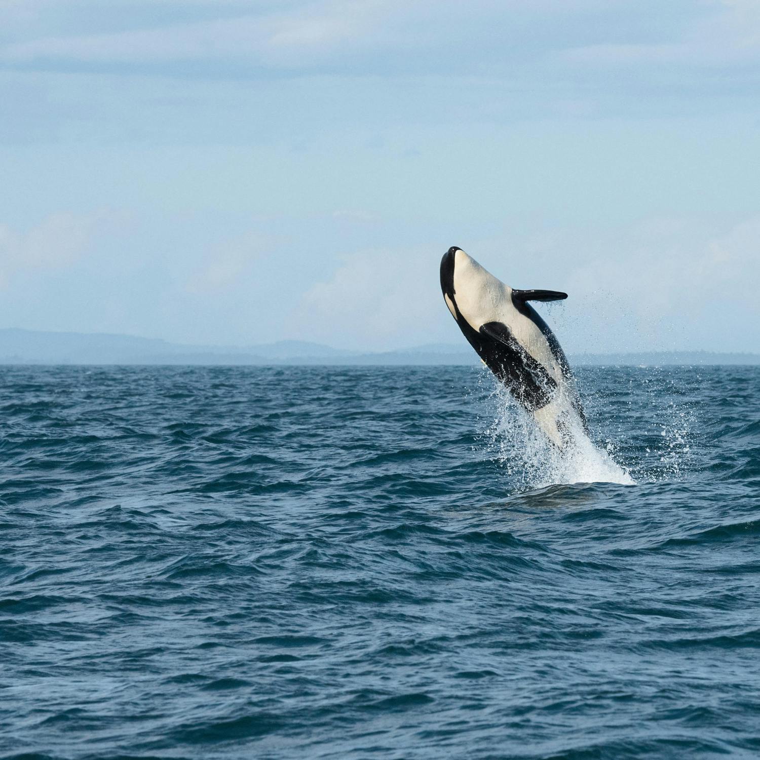 Orcas display new ‘hold-and-ram' tactic