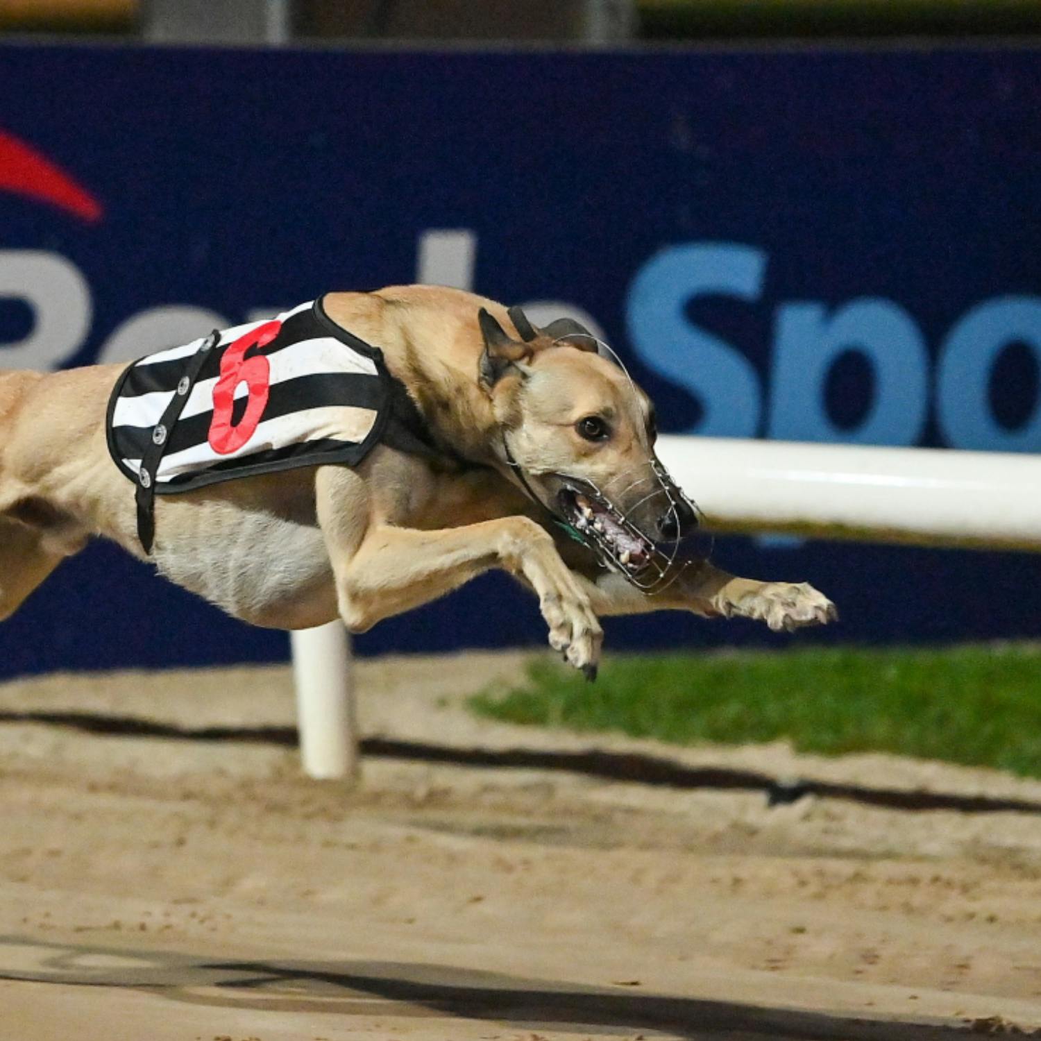 Should greyhound racing be banned?
