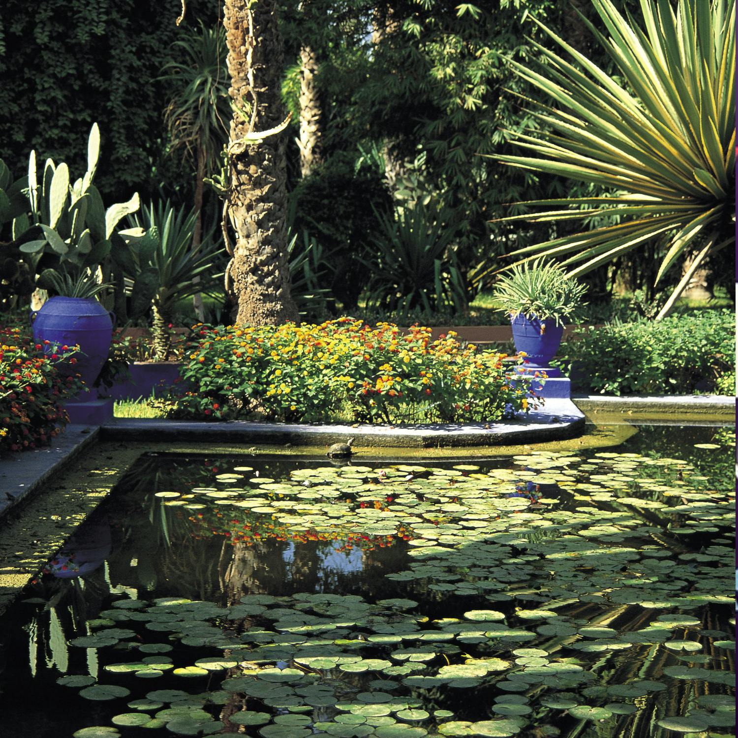Gardening Stories: La Majorelle an iconic garden in Marakaecch Gardening Stories: La Majorelle an iconic garden in Marakaecch