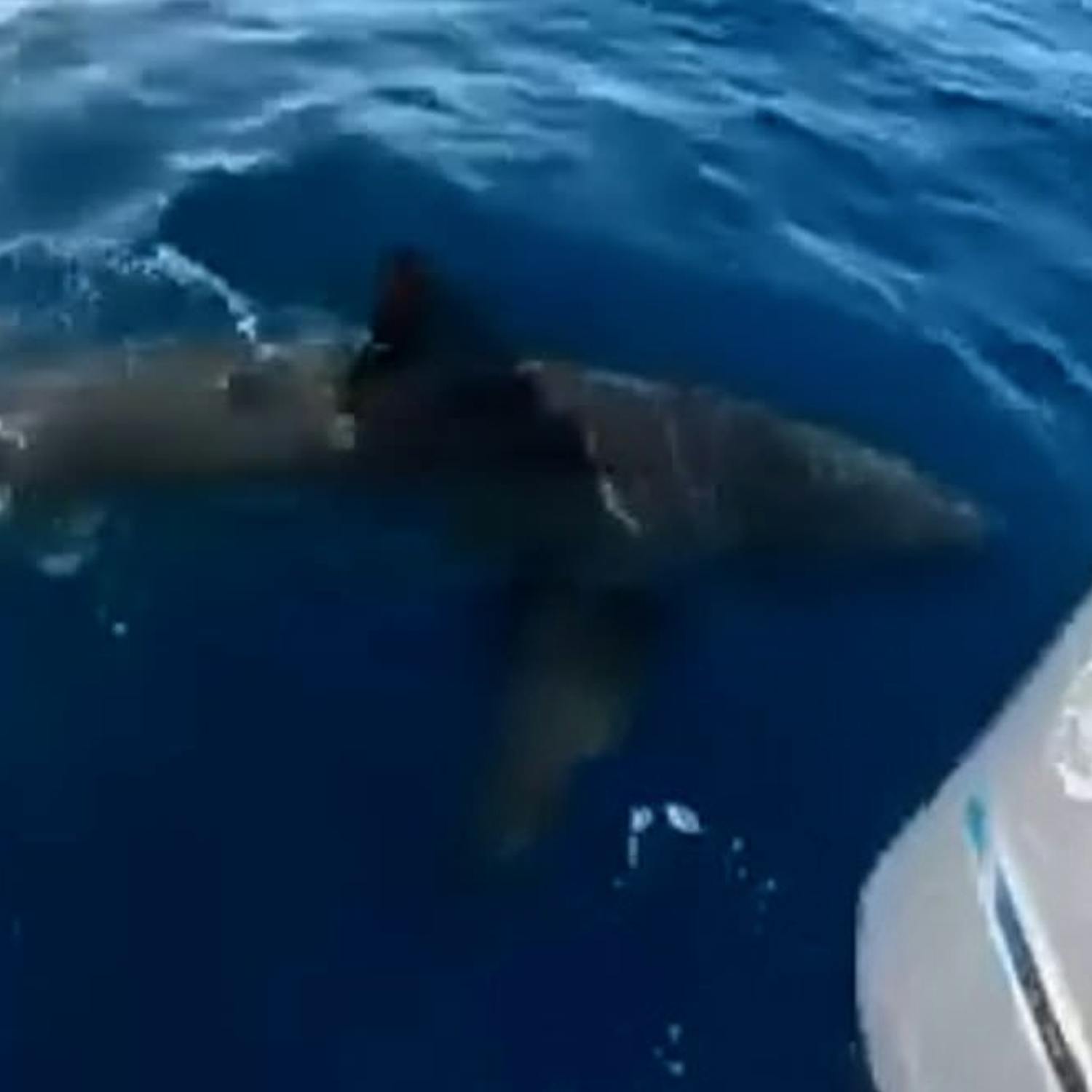 Shark spotted off the Galway coast? - Bella Finn Report