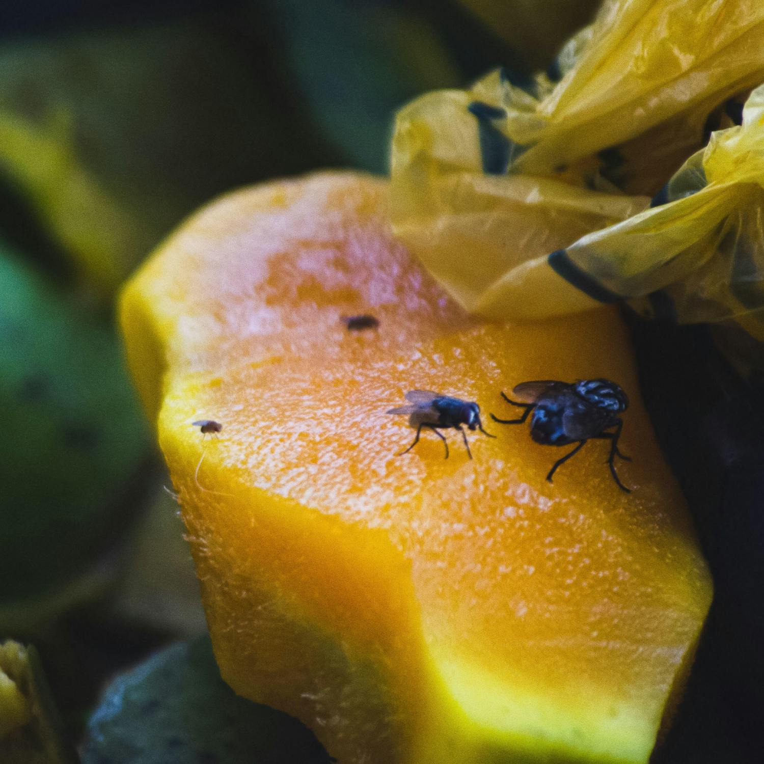 What is the best way to get rid of fruit flies?